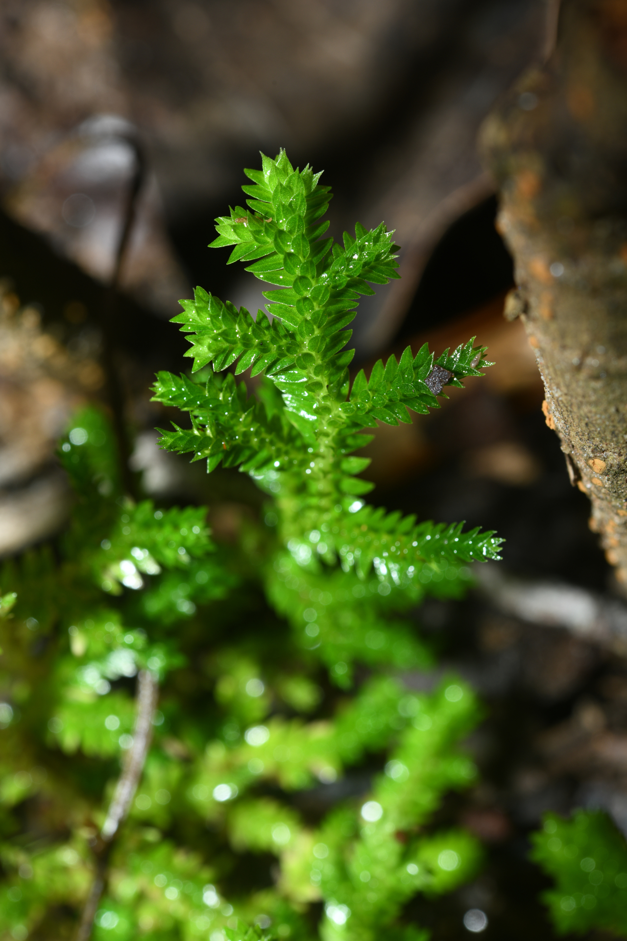 Selaginella porelloides (Lam.) Spring - Photo Bivouac Naturaliste