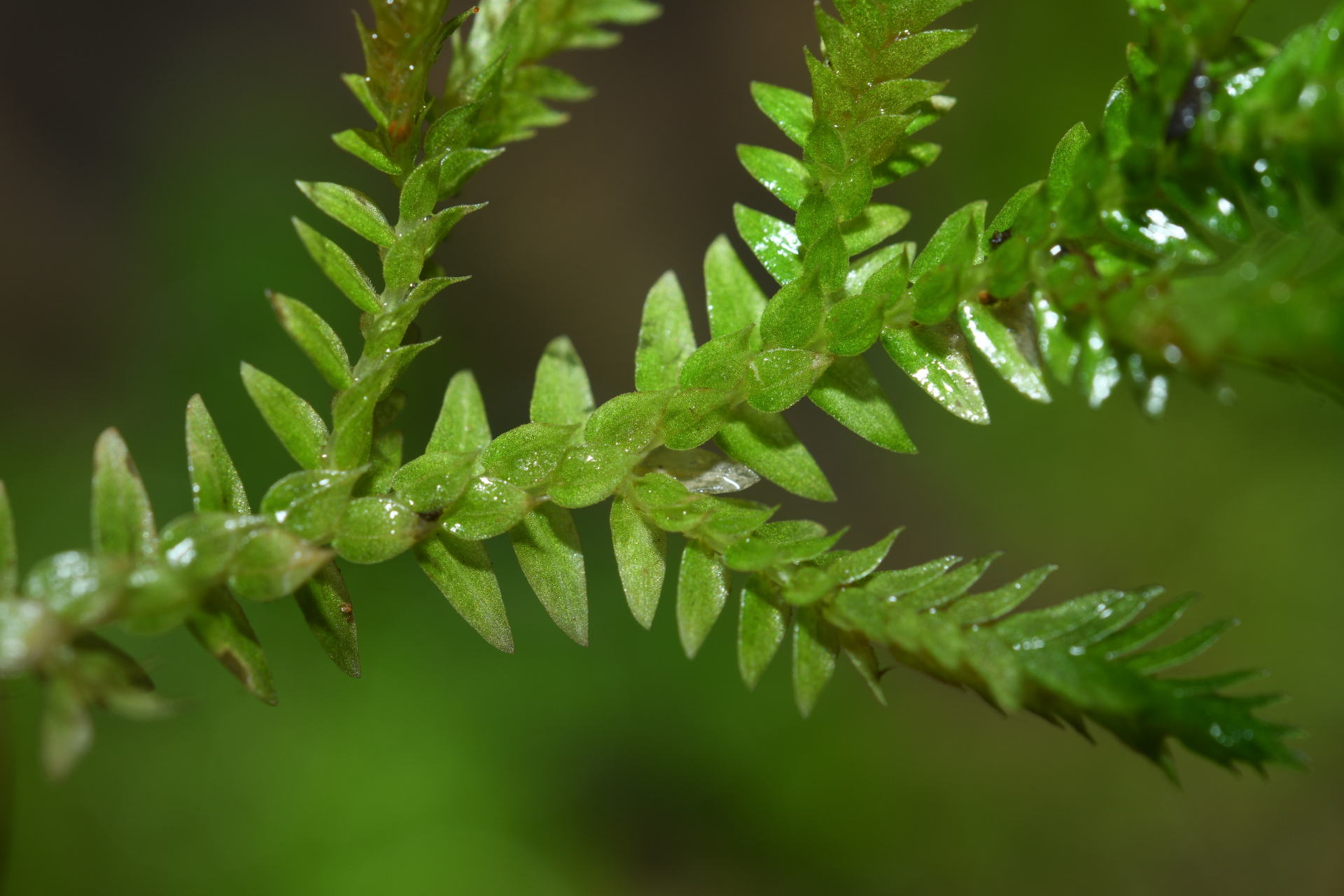 Selaginella porelloides (Lam.) Spring - Photo Bivouac Naturaliste