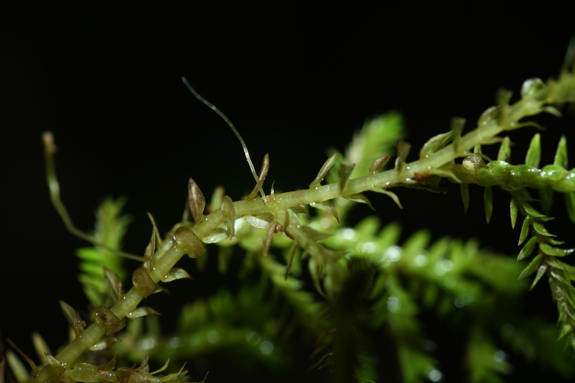 Selaginella porelloides (Lam.) Spring - Photo Bivouac Naturaliste