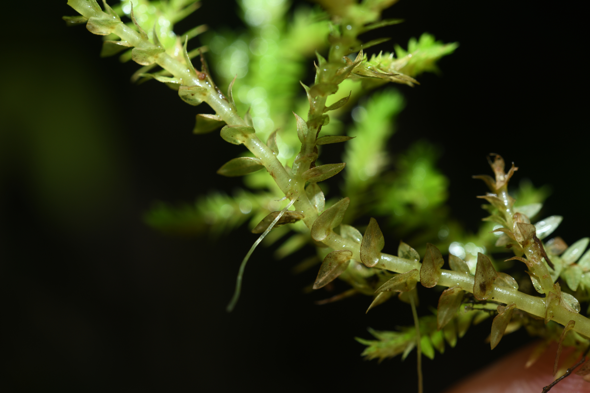 Selaginella porelloides (Lam.) Spring - Photo Bivouac Naturaliste