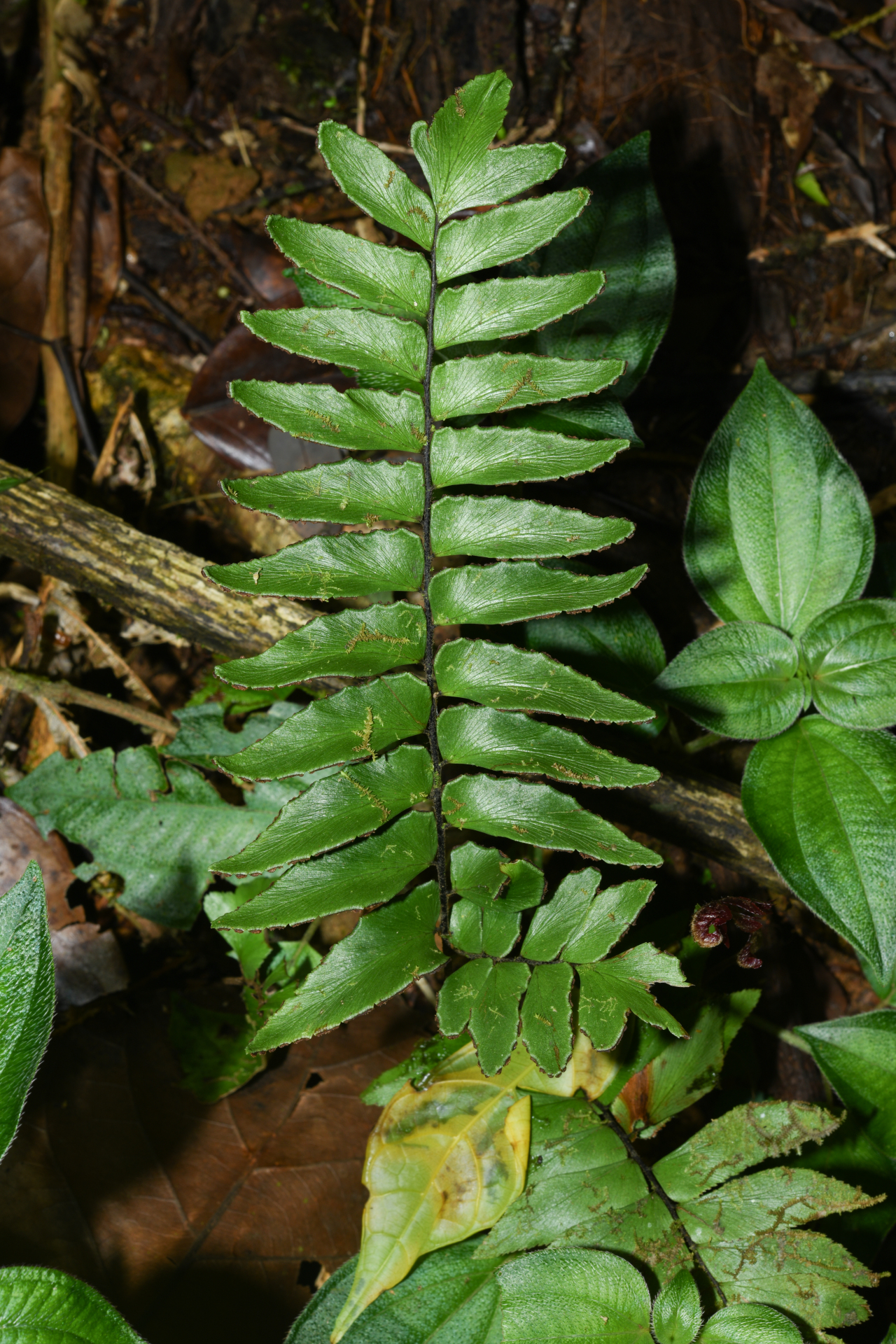 Adiantum obliquum Willd. - Photo Bivouac Naturaliste