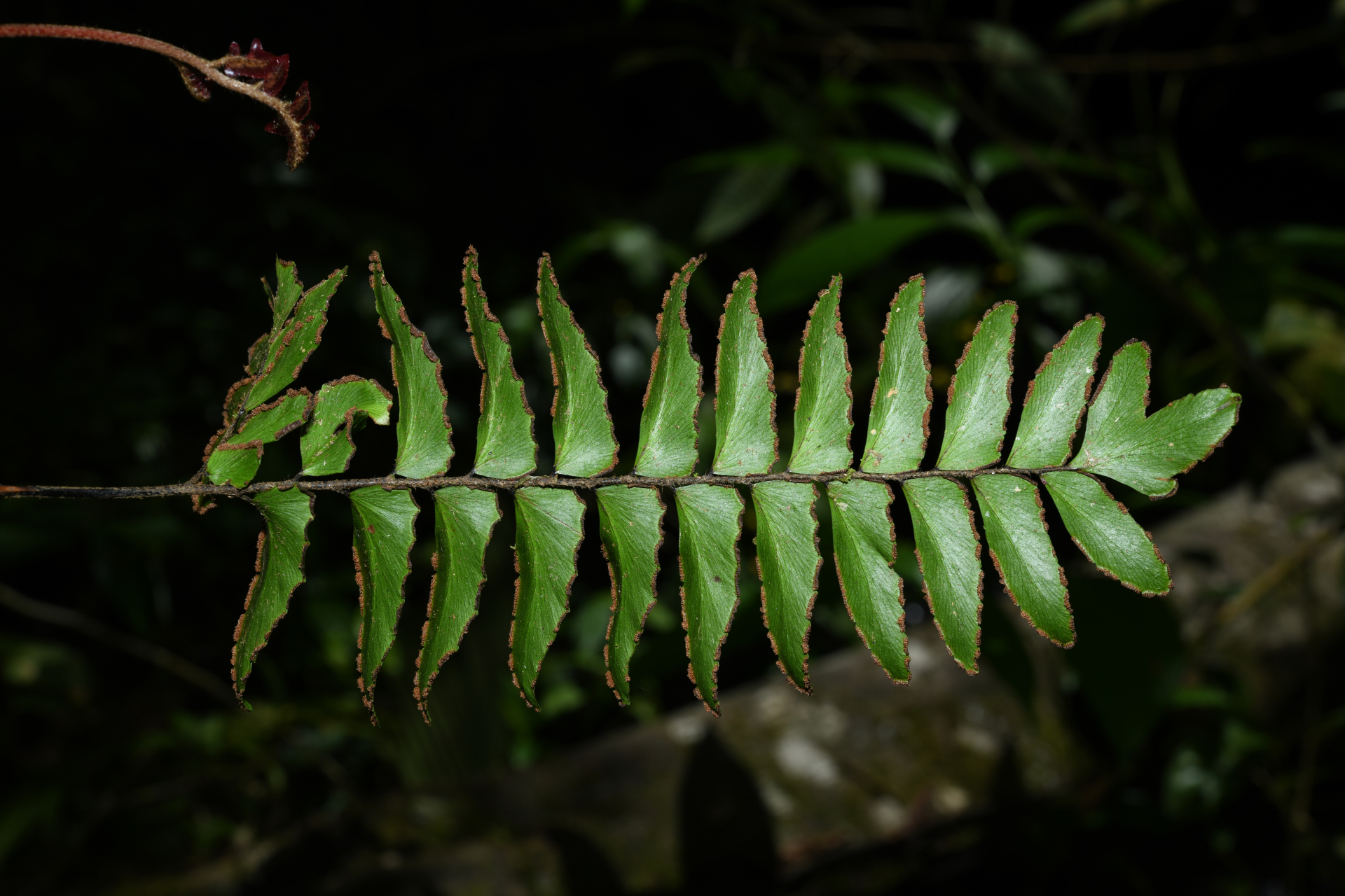 Adiantum obliquum Willd. - Photo Bivouac Naturaliste