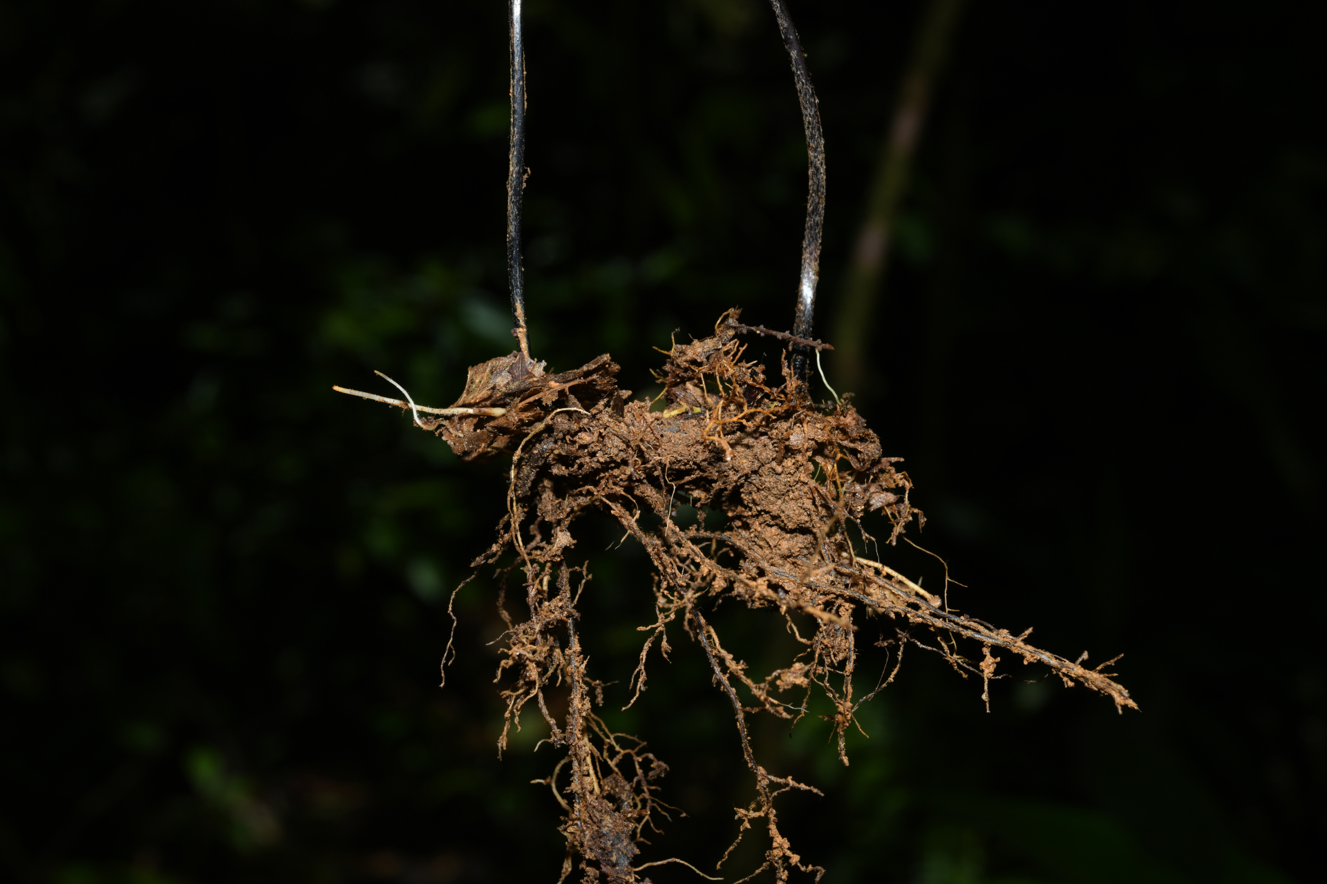 Adiantum obliquum Willd. - Photo Bivouac Naturaliste