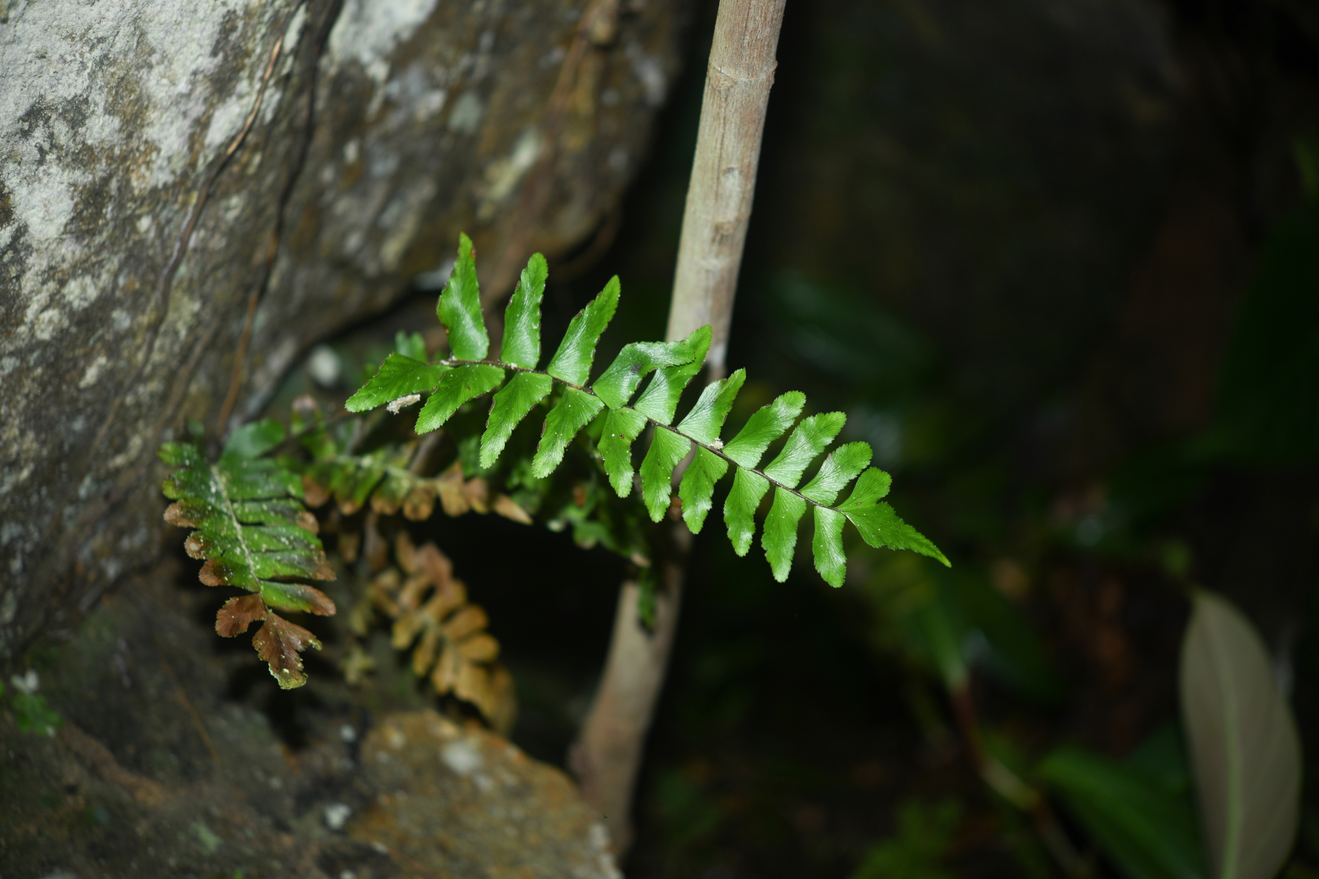 Adiantum obliquum Willd. - Photo Bivouac Naturaliste