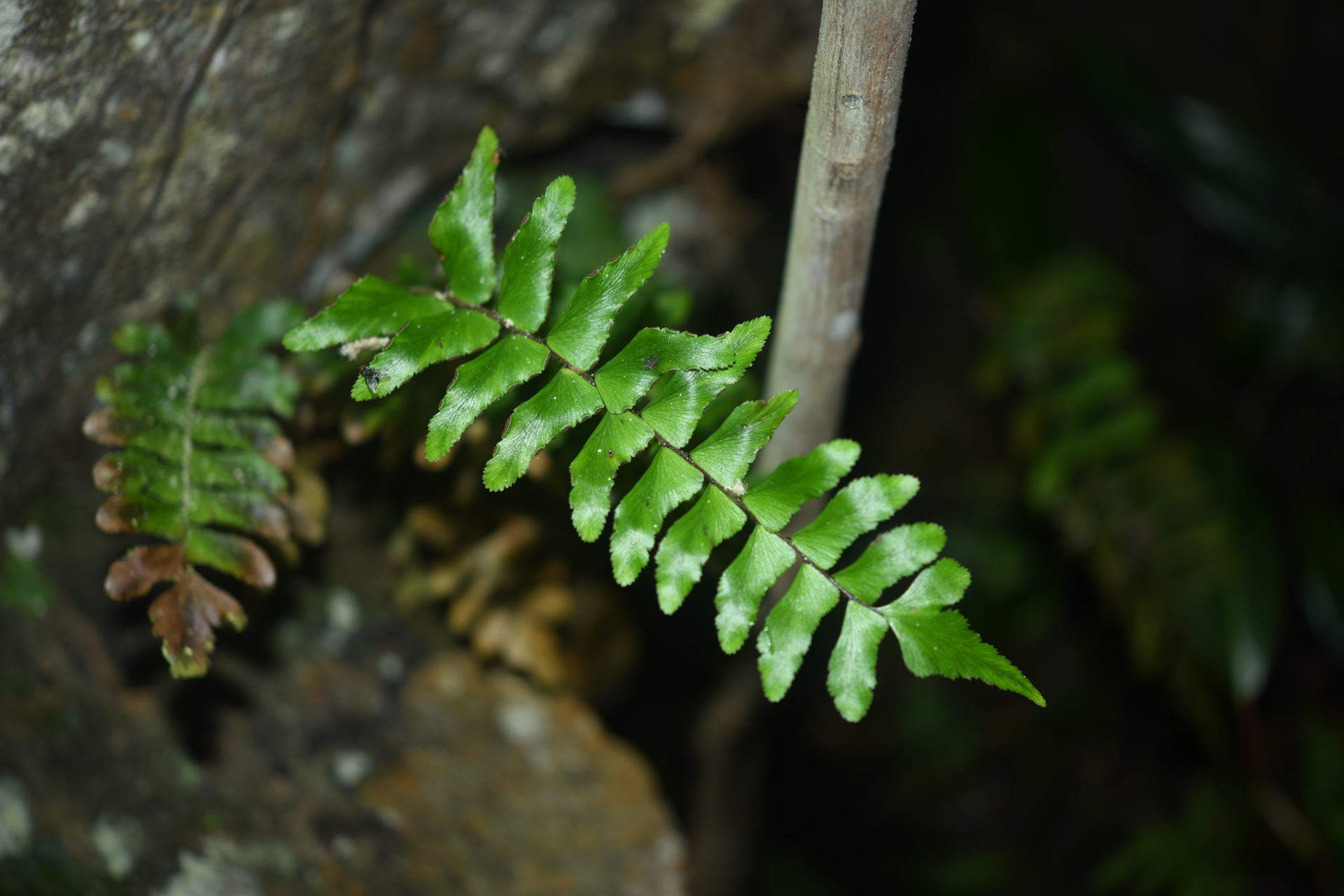 Adiantum obliquum Willd. - Photo Bivouac Naturaliste