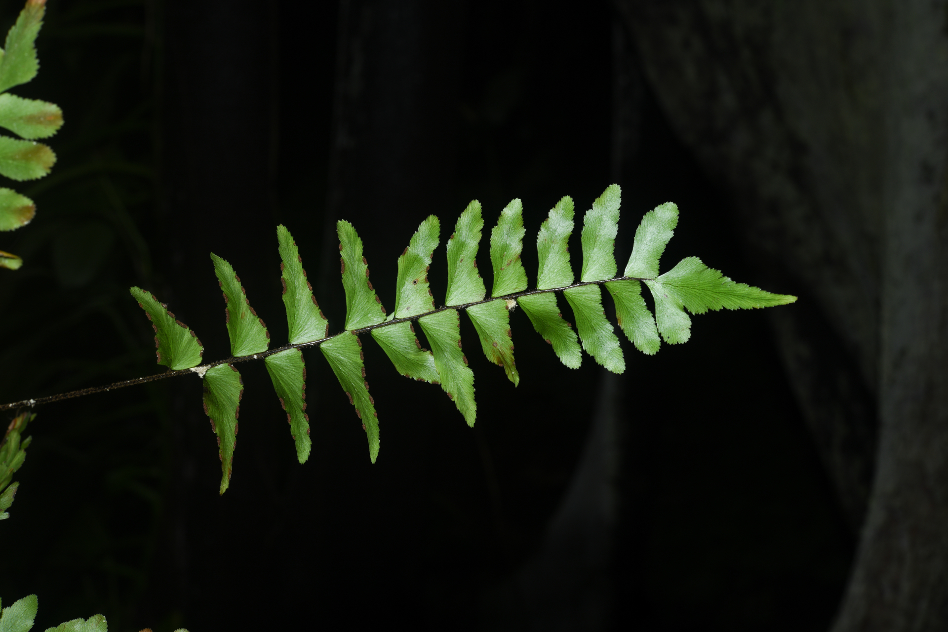 Adiantum obliquum Willd. - Photo Bivouac Naturaliste