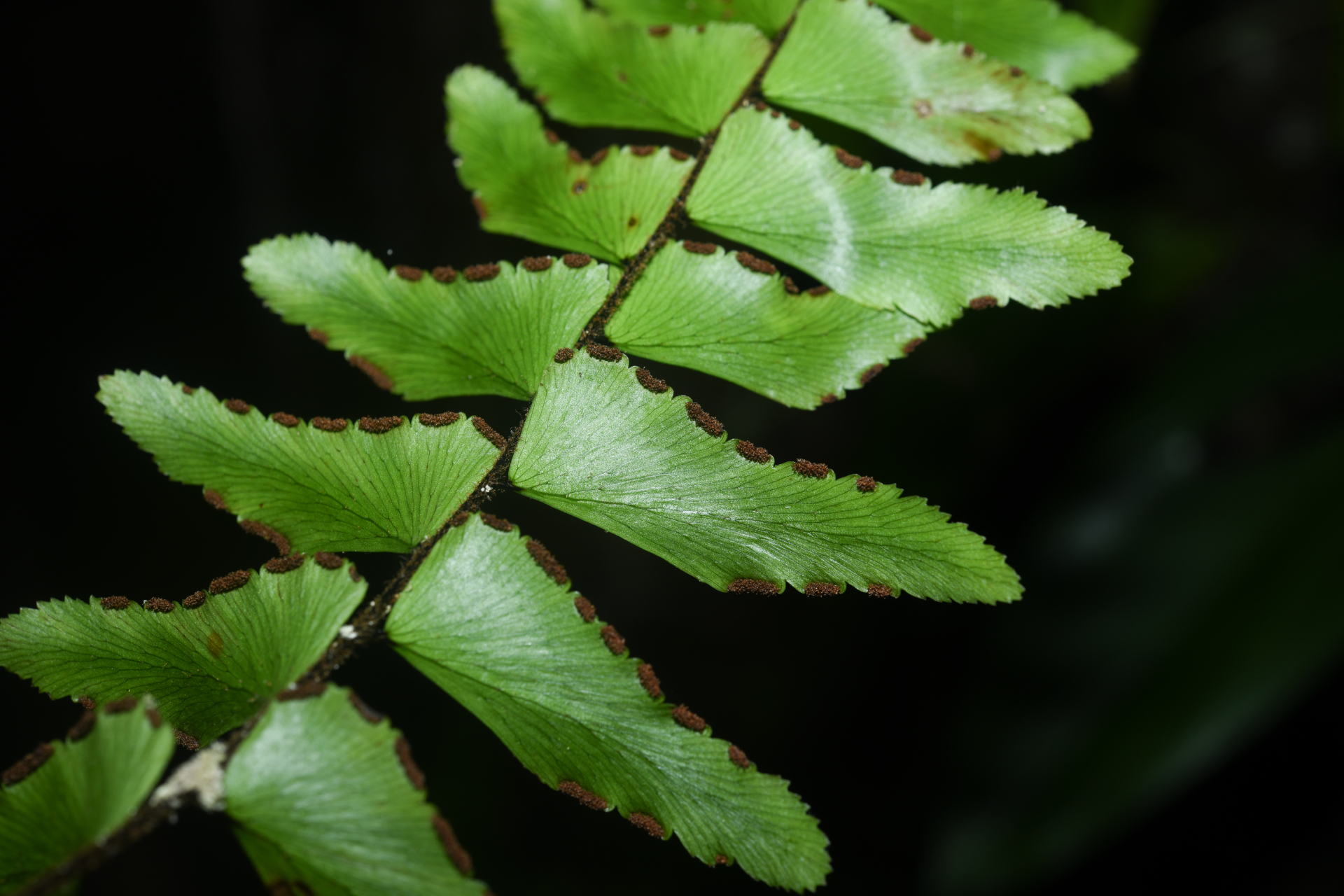 Adiantum obliquum Willd. - Photo Bivouac Naturaliste