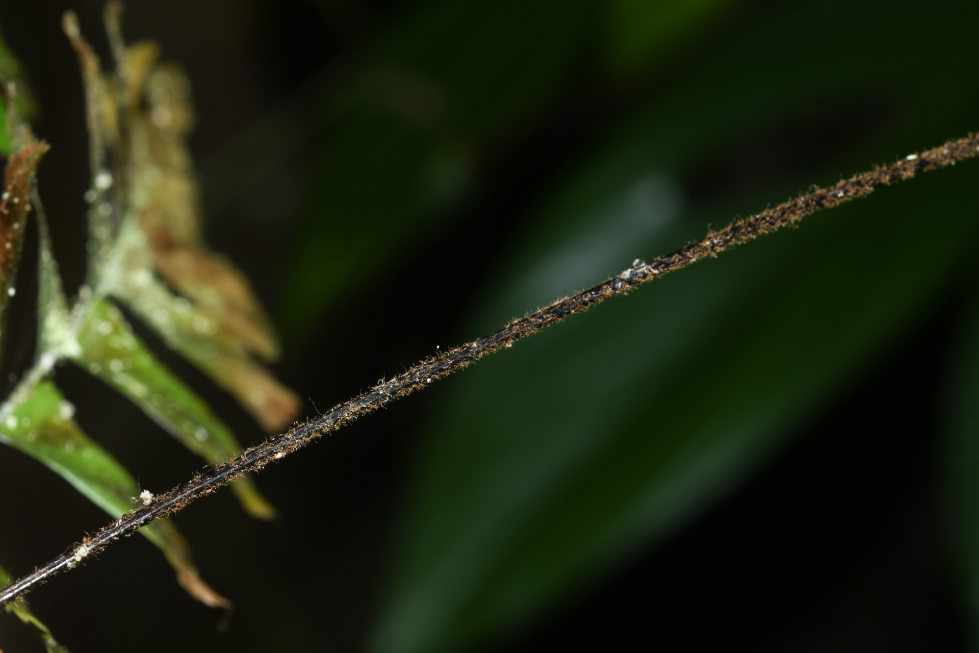 Adiantum obliquum Willd. - Photo Bivouac Naturaliste