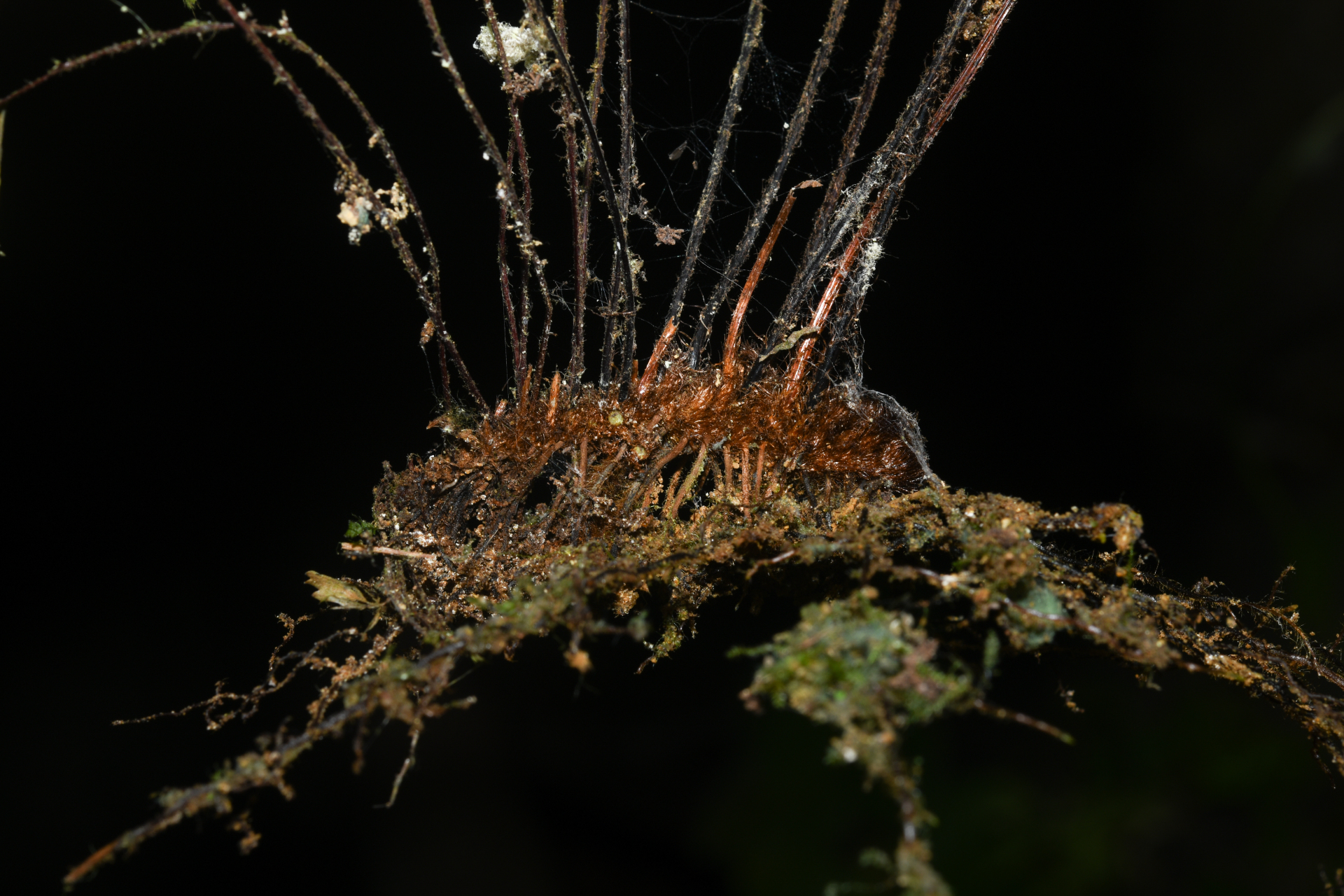 Adiantum obliquum Willd. - Photo Bivouac Naturaliste