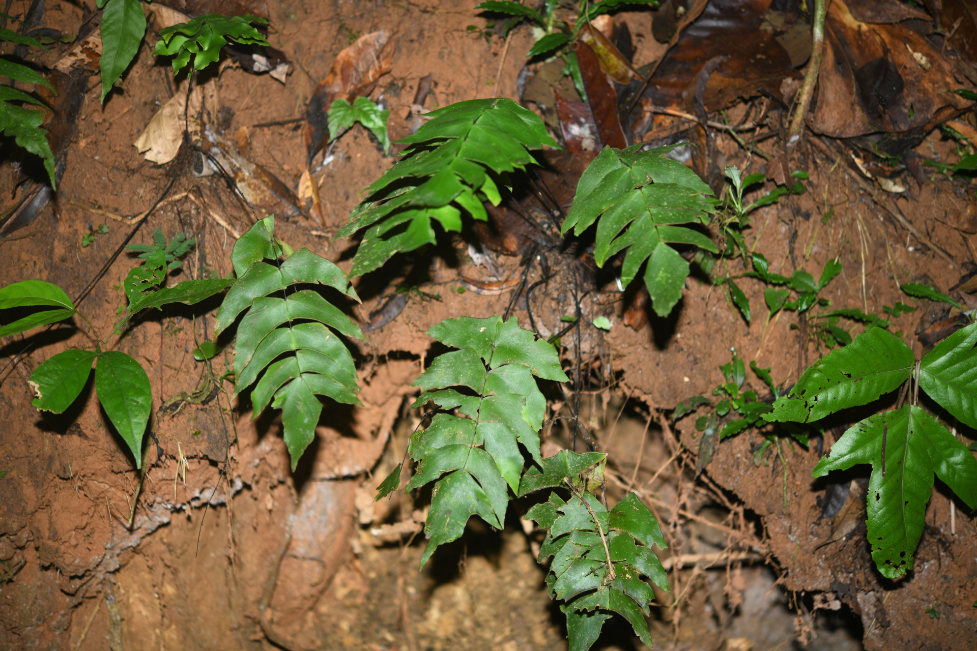 Adiantum macrophyllum Sw. - Photo Bivouac Naturaliste