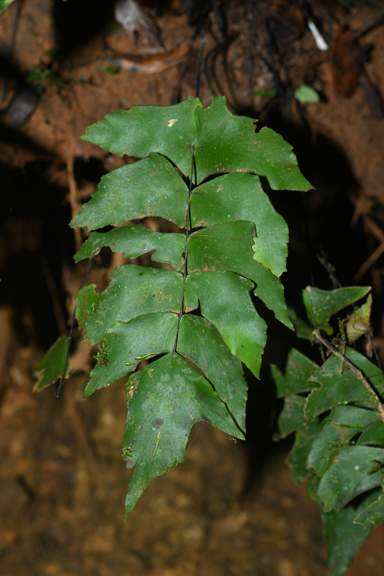 Adiantum macrophyllum Sw. - Photo Bivouac Naturaliste