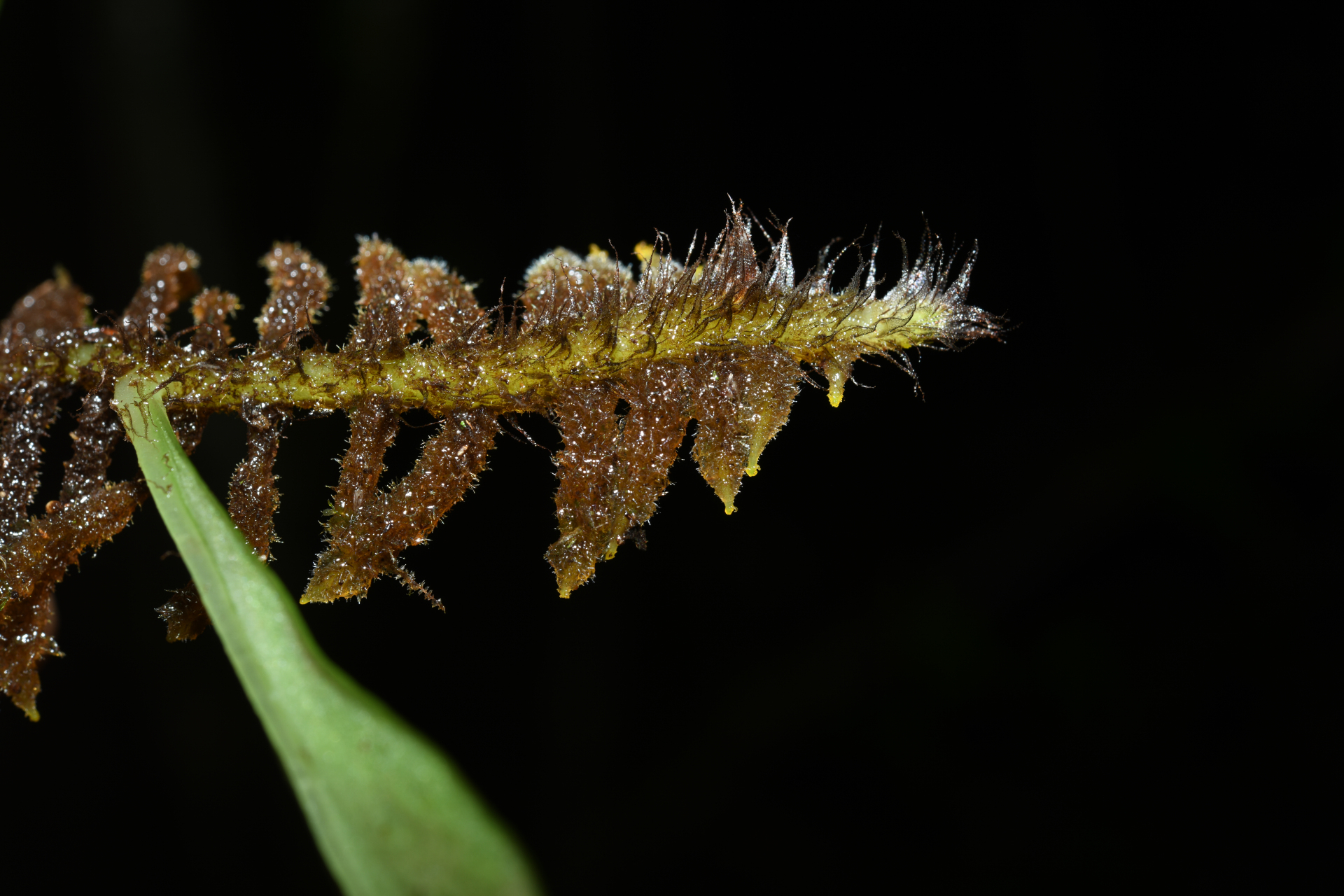 Polytaenium citrifolium (L.) Schuettp. - Photo Bivouac Naturaliste