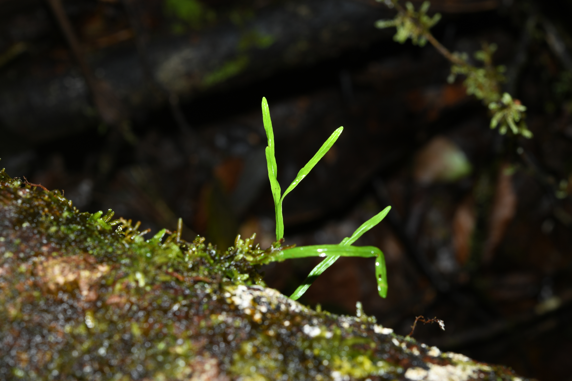 Cochlidium linearifolium (Desv.) Maxon ex C.Chr. - Photo Bivouac Naturaliste