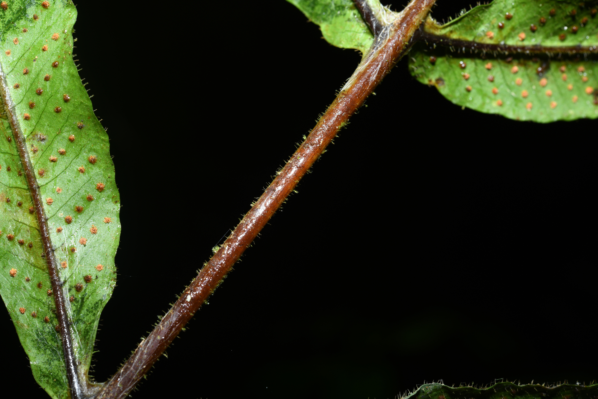 Serpocaulon richardii (Klotzsch) A.R.Sm. - Photo Bivouac Naturaliste