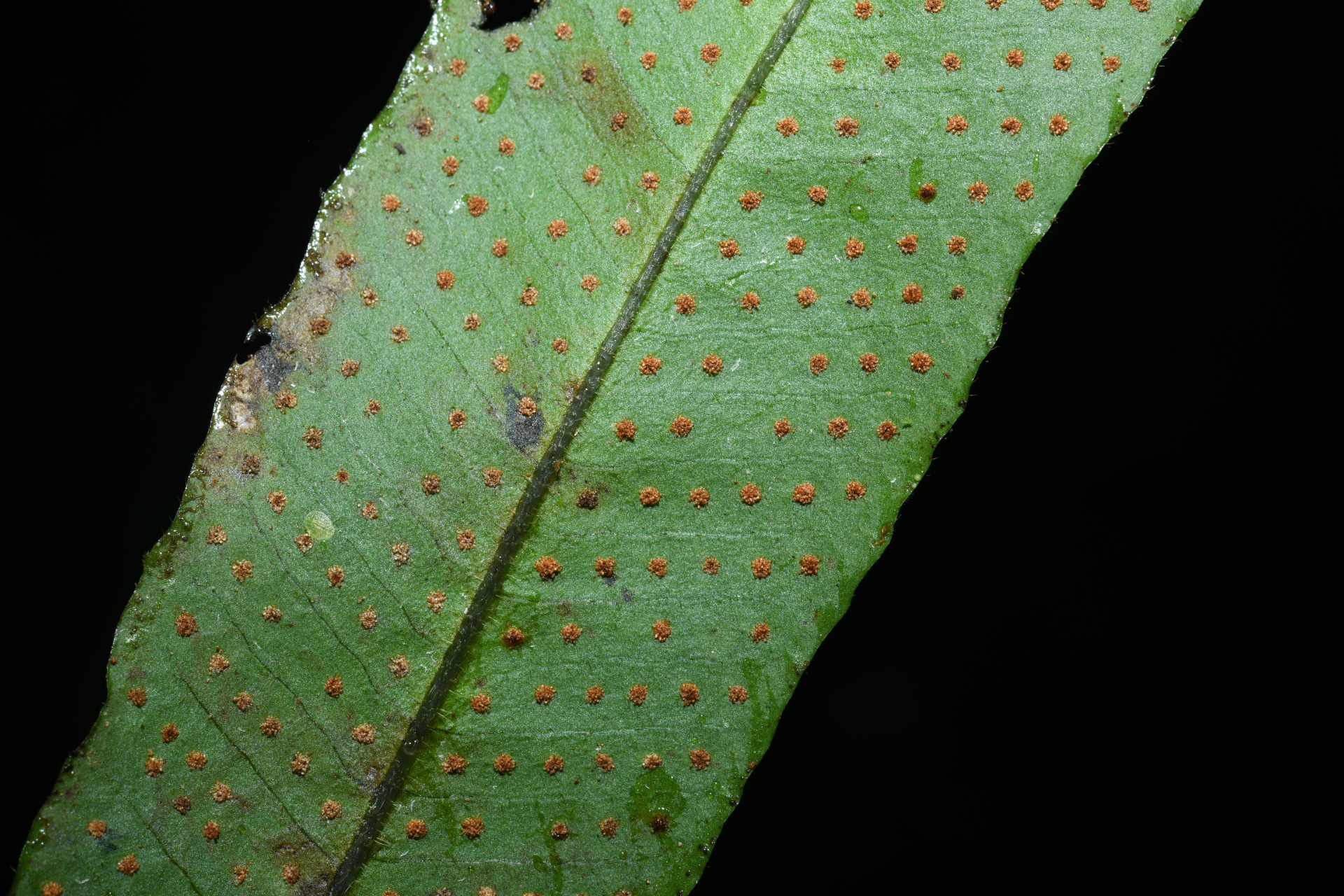 Serpocaulon richardii (Klotzsch) A.R.Sm. - Photo Bivouac Naturaliste