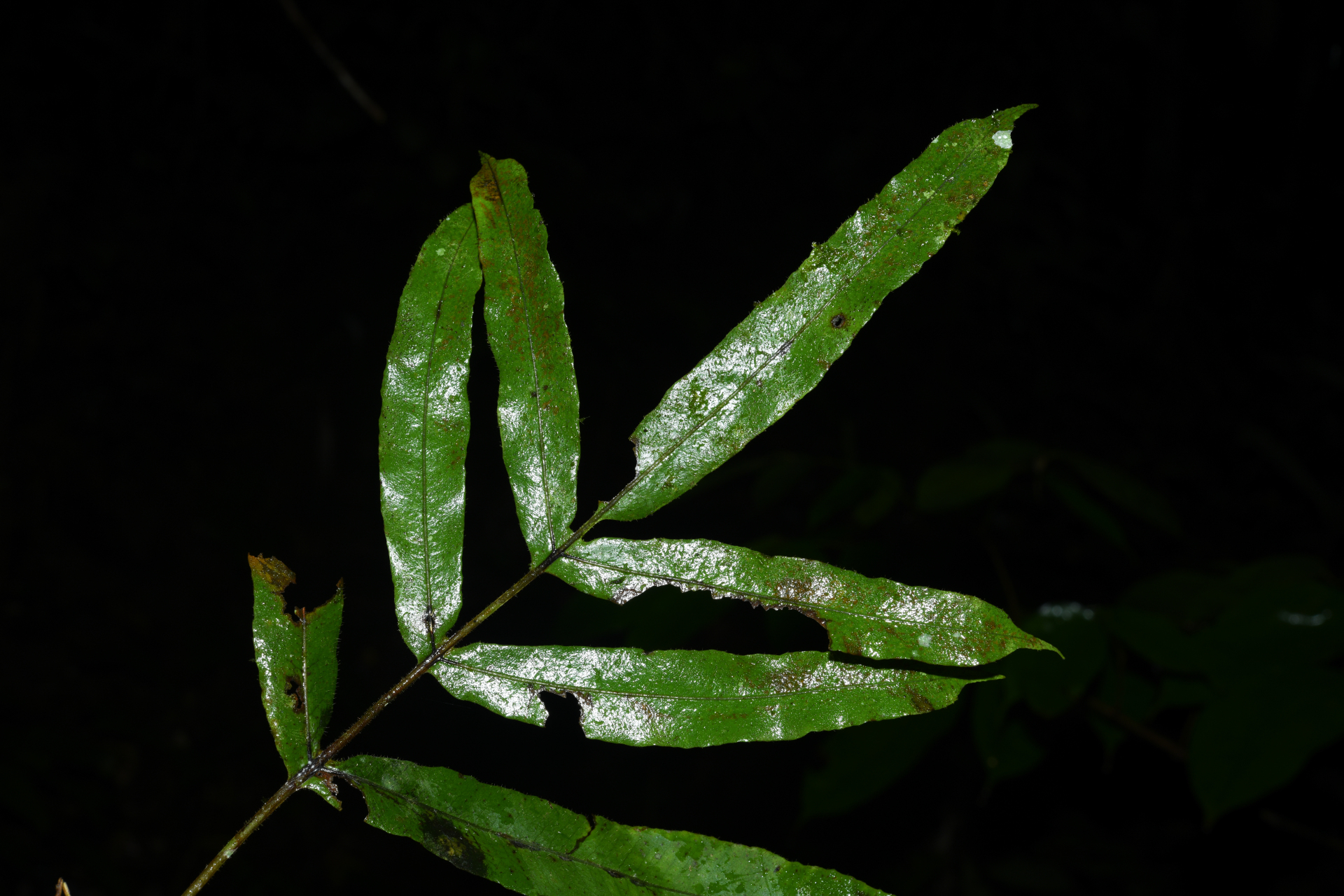 Serpocaulon richardii (Klotzsch) A.R.Sm. - Photo Bivouac Naturaliste