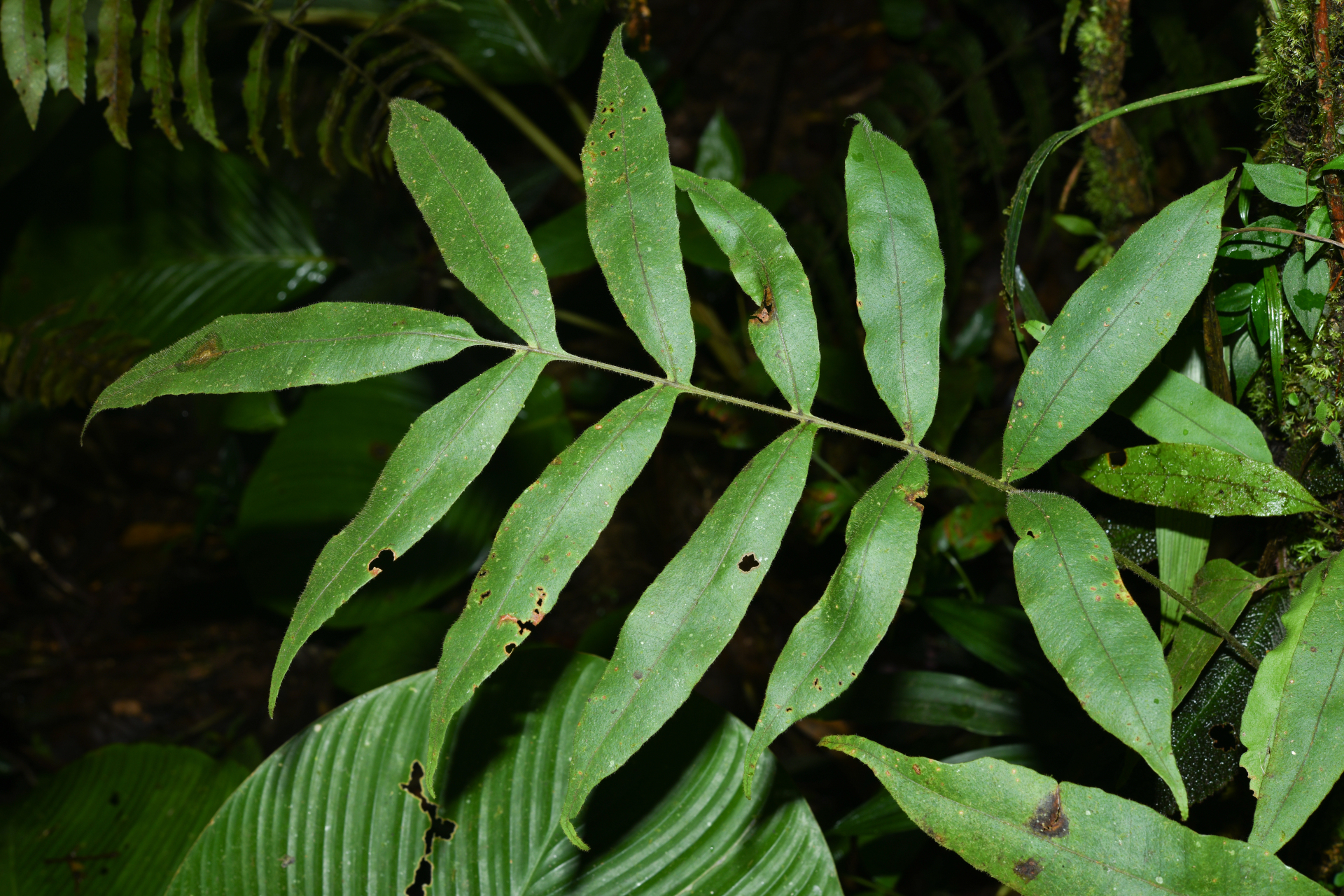 Serpocaulon richardii (Klotzsch) A.R.Sm. - Photo Bivouac Naturaliste