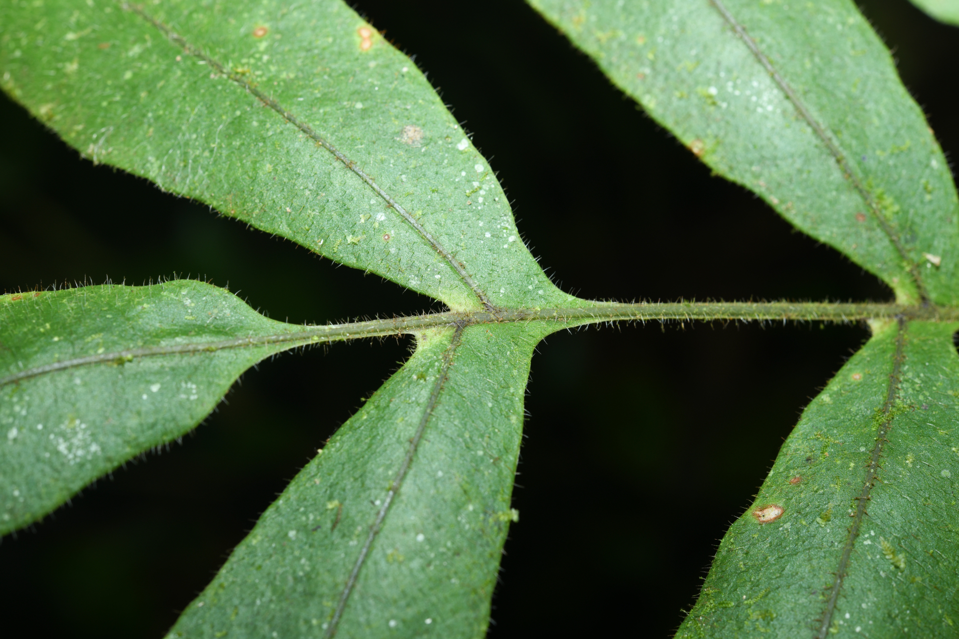 Serpocaulon richardii (Klotzsch) A.R.Sm. - Photo Bivouac Naturaliste