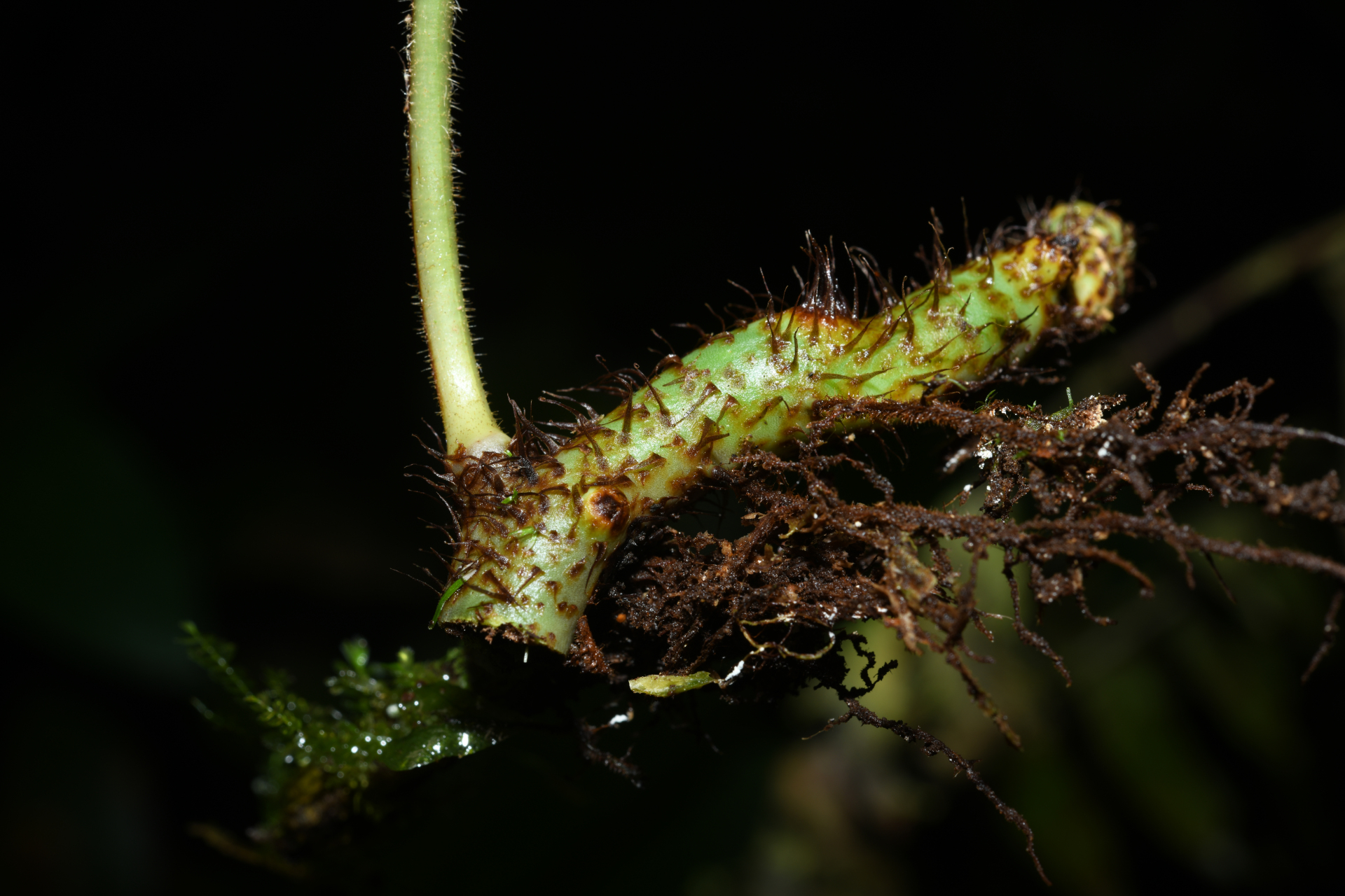 Serpocaulon richardii (Klotzsch) A.R.Sm. - Photo Bivouac Naturaliste