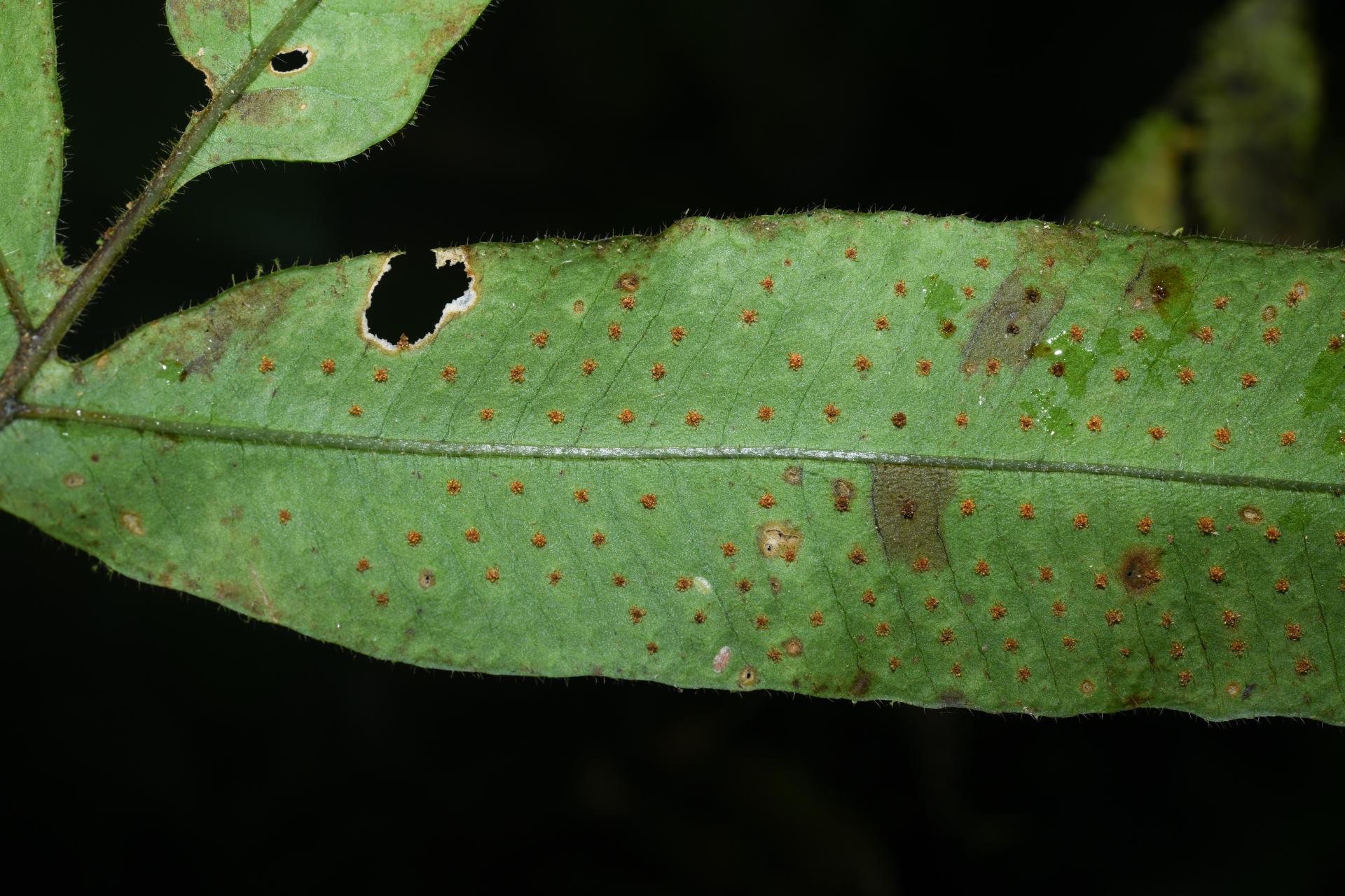 Serpocaulon richardii (Klotzsch) A.R.Sm. - Photo Bivouac Naturaliste