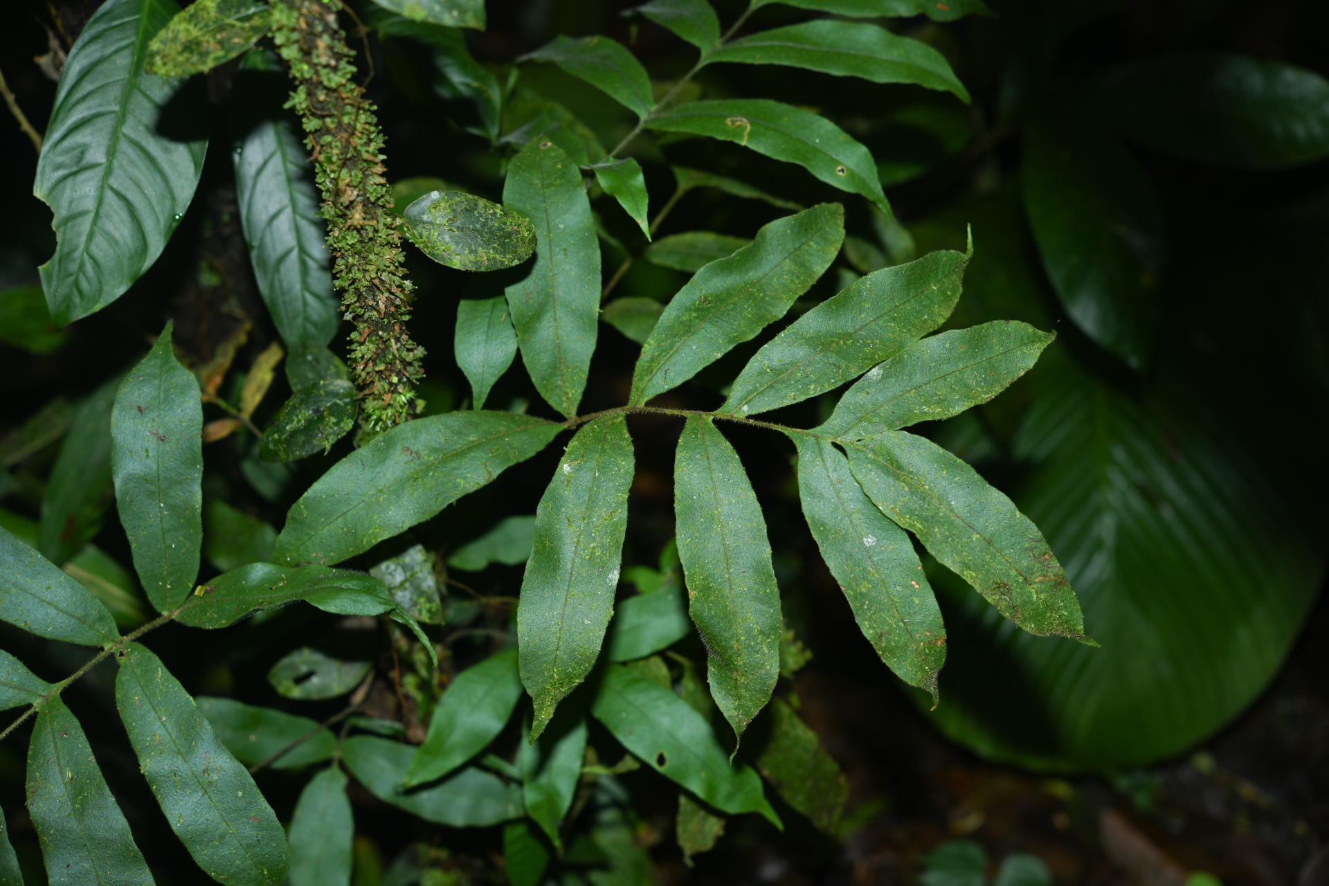 Serpocaulon richardii (Klotzsch) A.R.Sm. - Photo Bivouac Naturaliste
