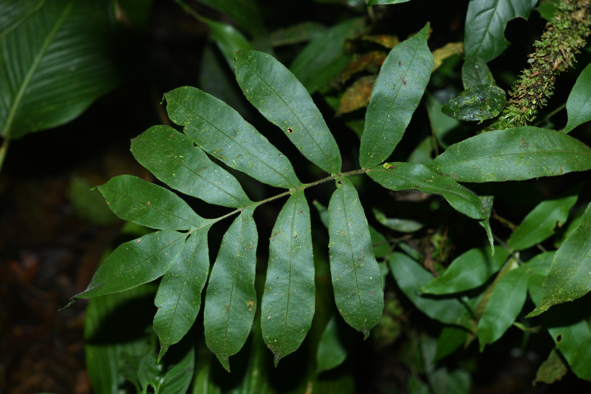 Serpocaulon richardii (Klotzsch) A.R.Sm. - Photo Bivouac Naturaliste