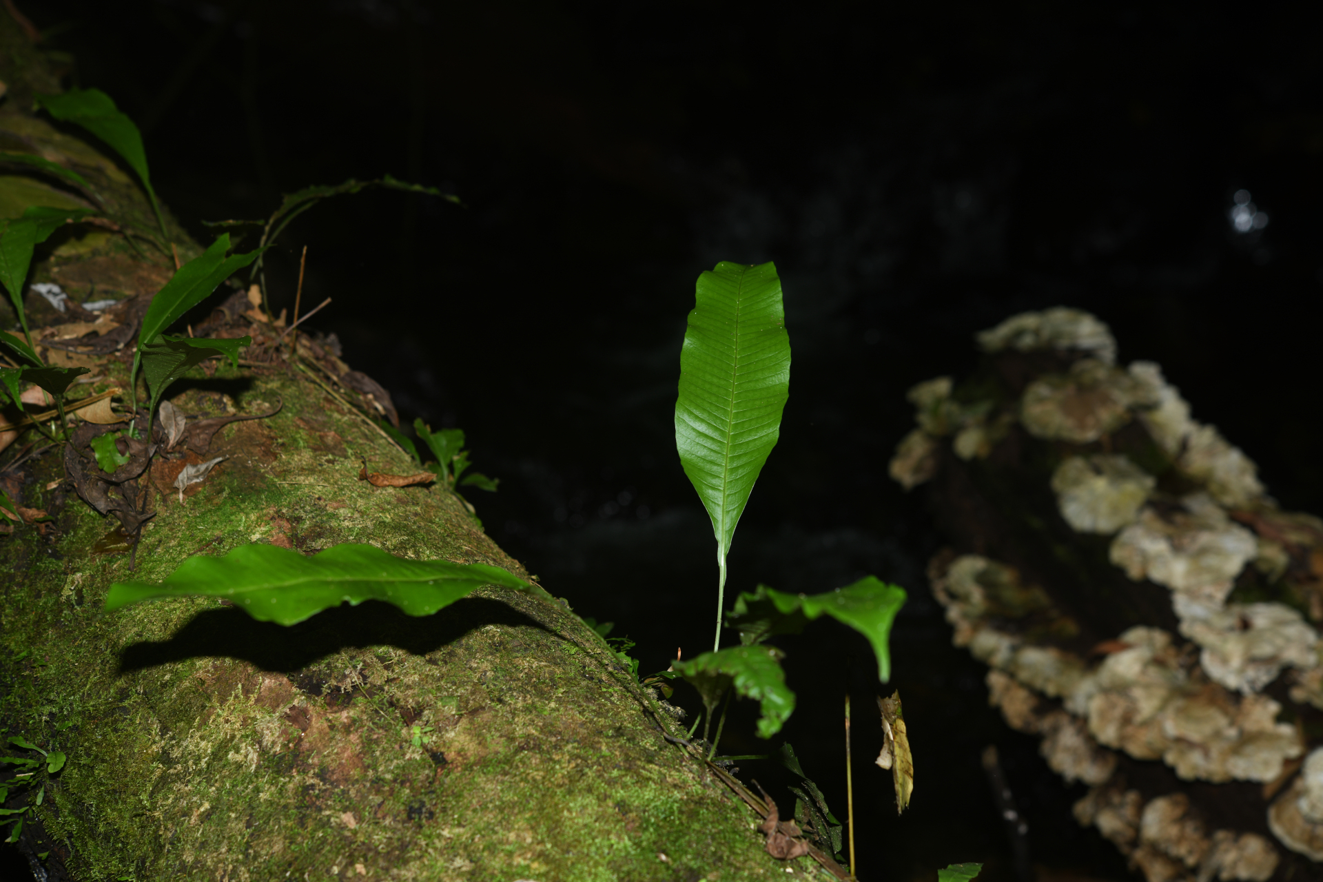 Campyloneurum atrosquamatum Labiak, B.León & R.C.Moran - Photo Bivouac Naturaliste