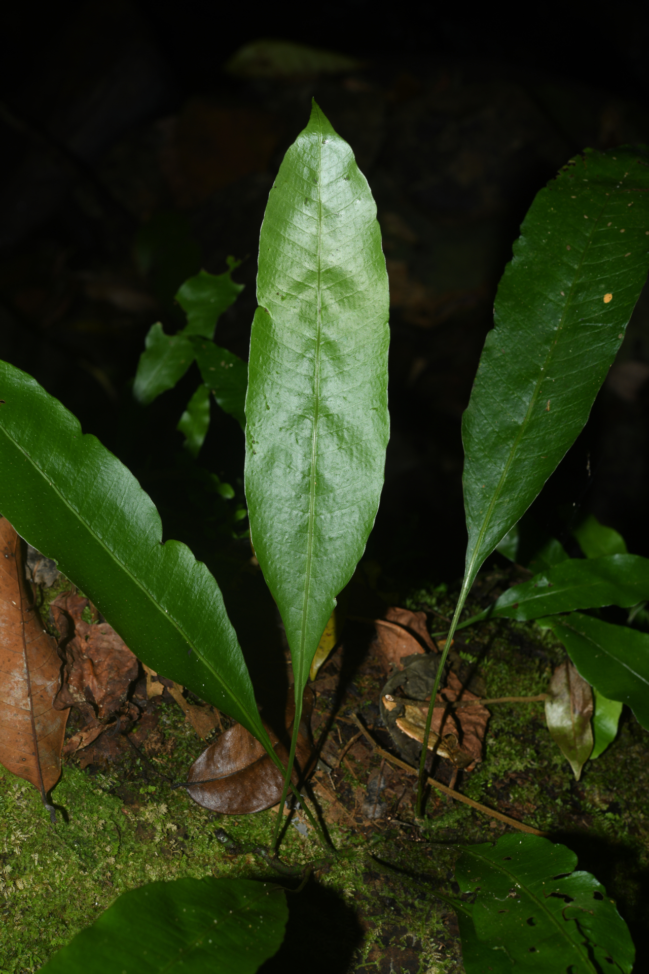 Campyloneurum atrosquamatum Labiak, B.León & R.C.Moran - Photo Bivouac Naturaliste