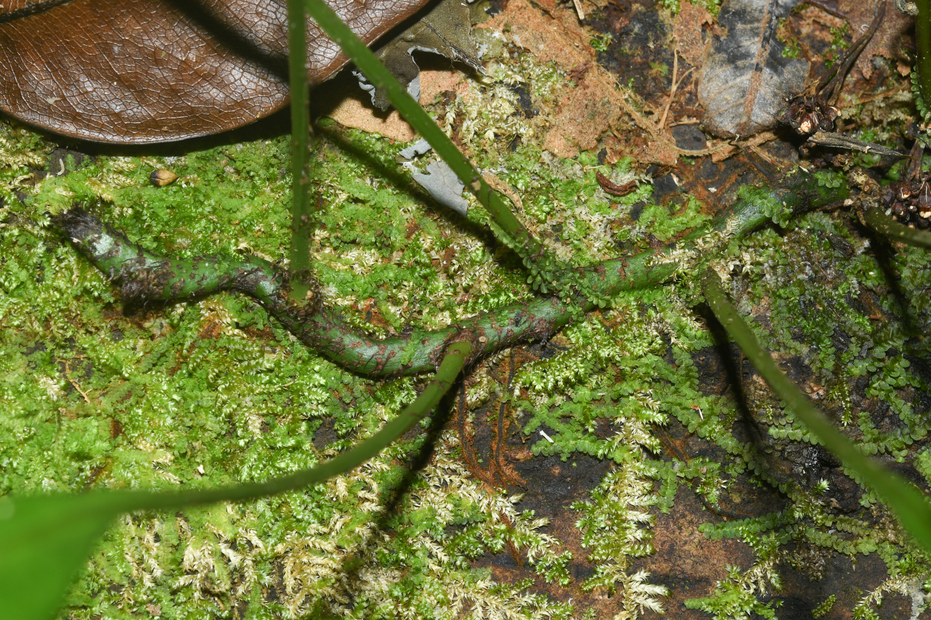 Campyloneurum atrosquamatum Labiak, B.León & R.C.Moran - Photo Bivouac Naturaliste