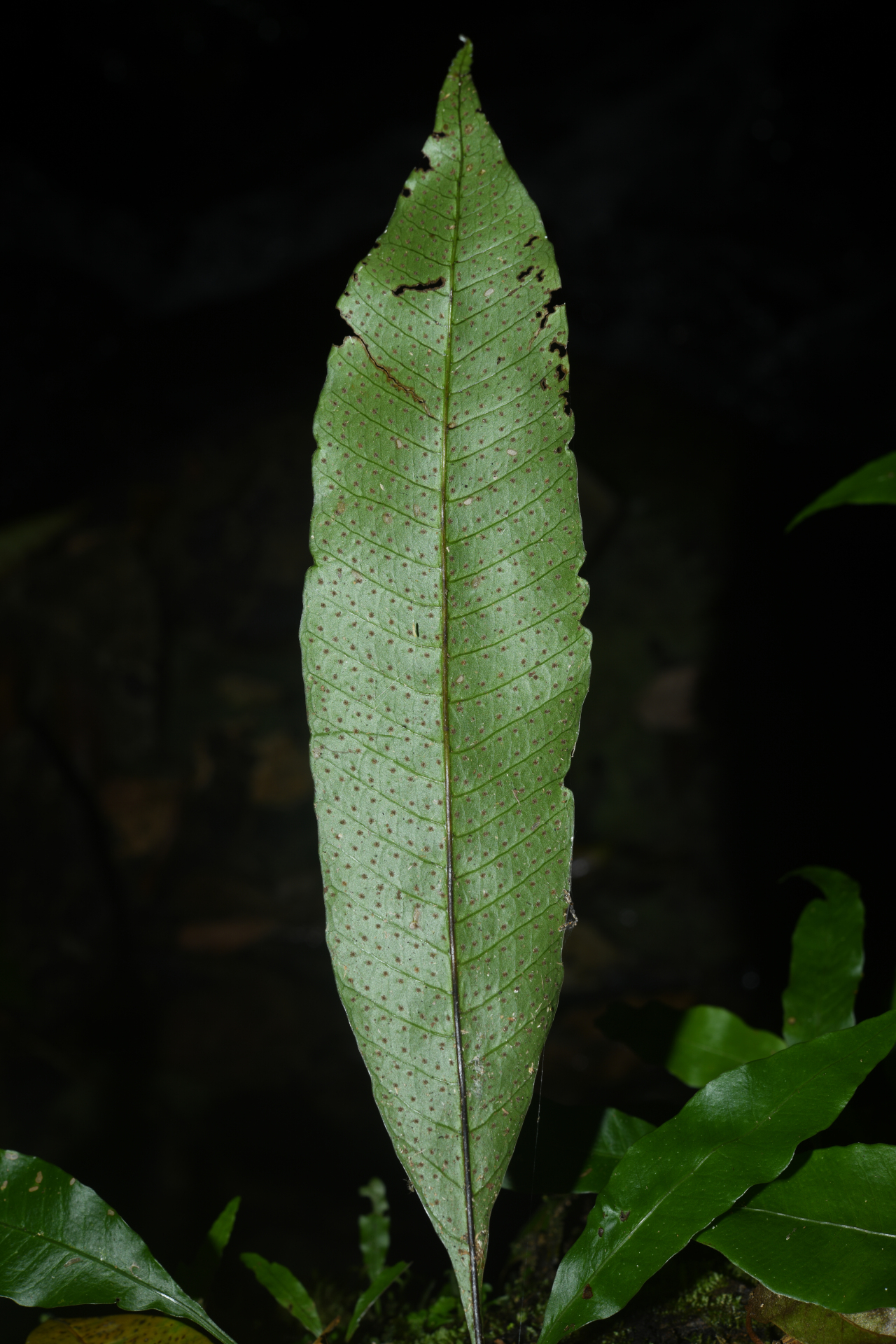 Campyloneurum atrosquamatum Labiak, B.León & R.C.Moran - Photo Bivouac Naturaliste