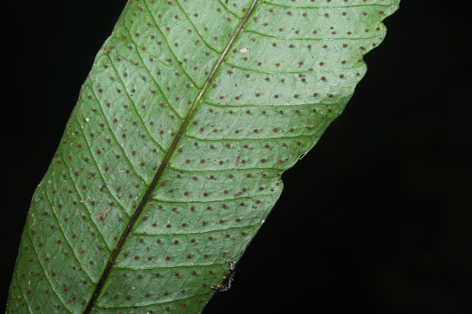 Campyloneurum atrosquamatum Labiak, B.León & R.C.Moran - Photo Bivouac Naturaliste
