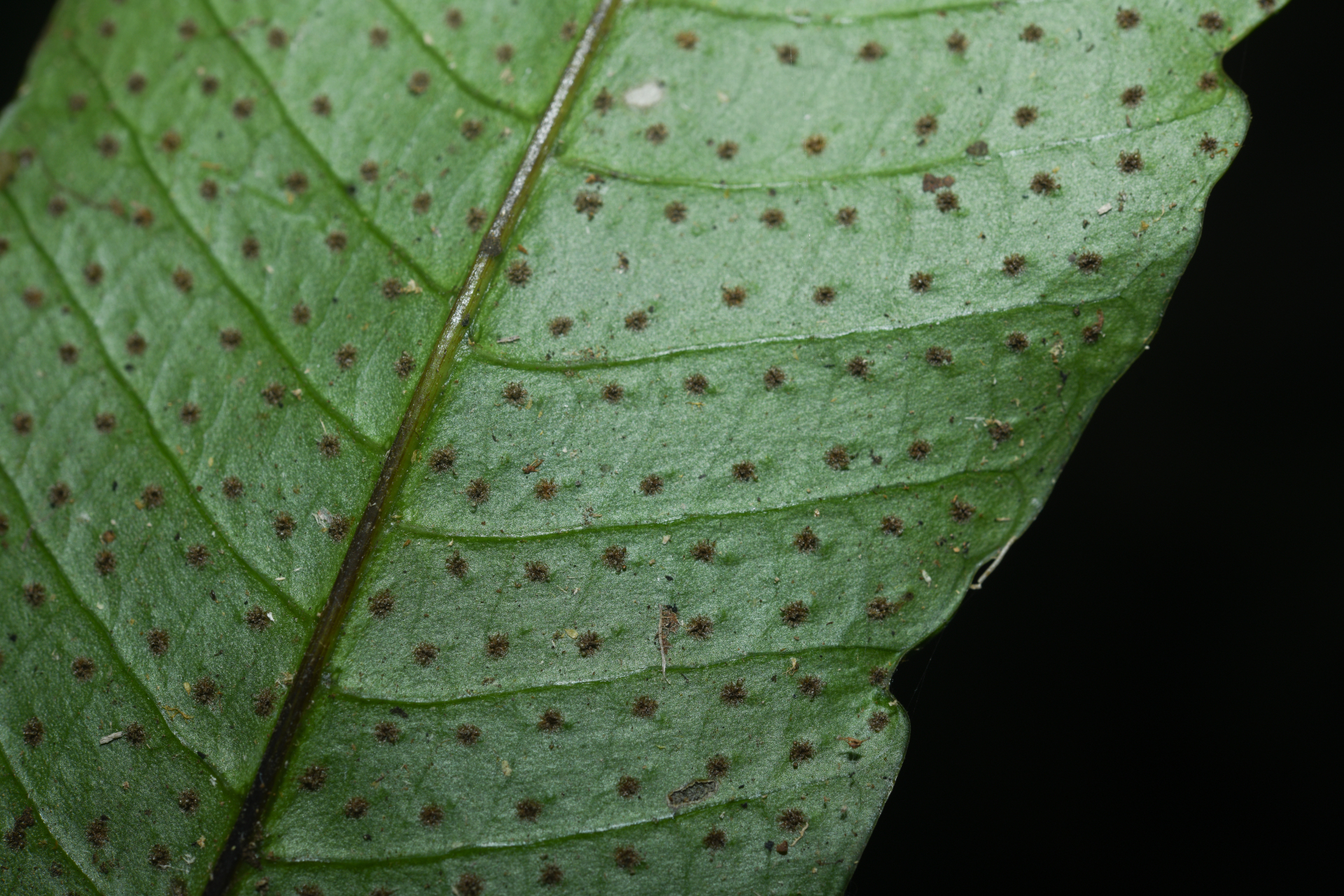 Campyloneurum atrosquamatum Labiak, B.León & R.C.Moran - Photo Bivouac Naturaliste