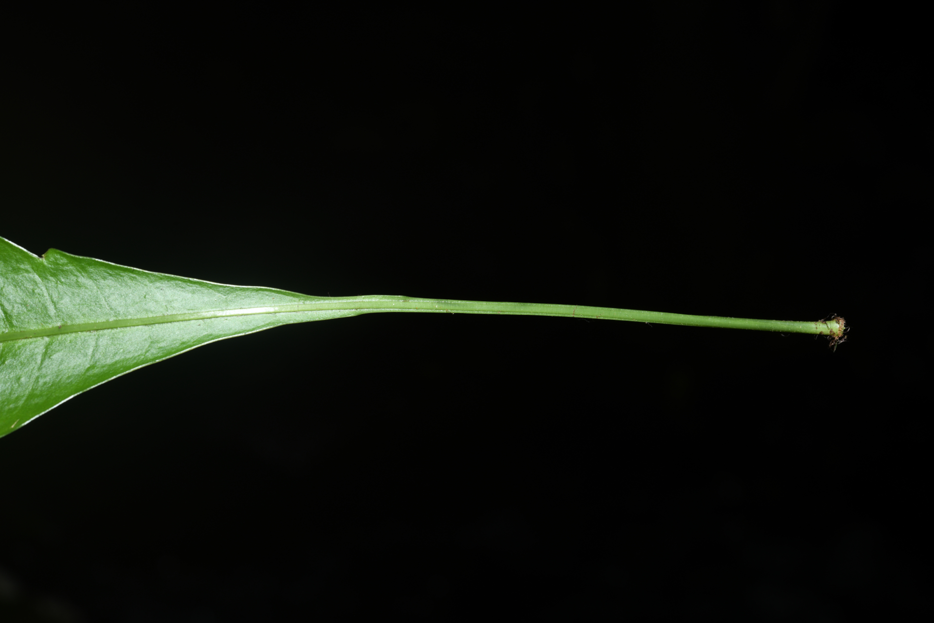 Campyloneurum atrosquamatum Labiak, B.León & R.C.Moran - Photo Bivouac Naturaliste
