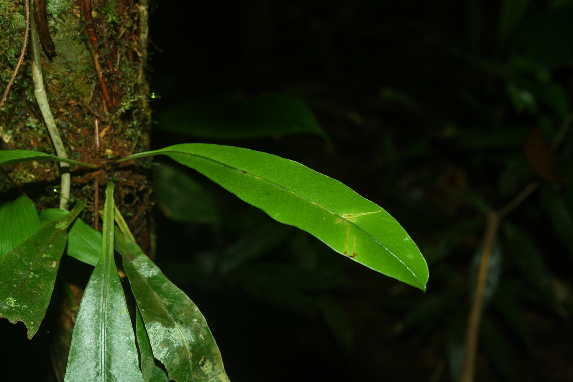 Elaphoglossum styriacum Mickel - Photo Bivouac Naturaliste