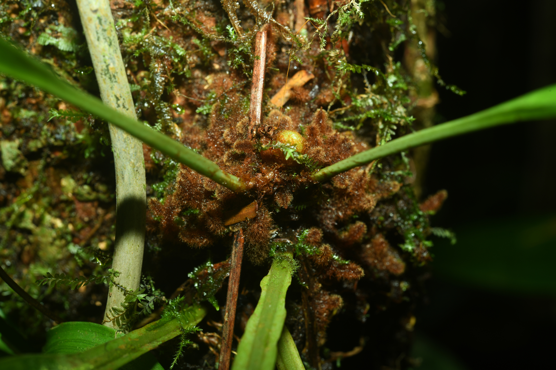 Elaphoglossum styriacum Mickel - Photo Bivouac Naturaliste