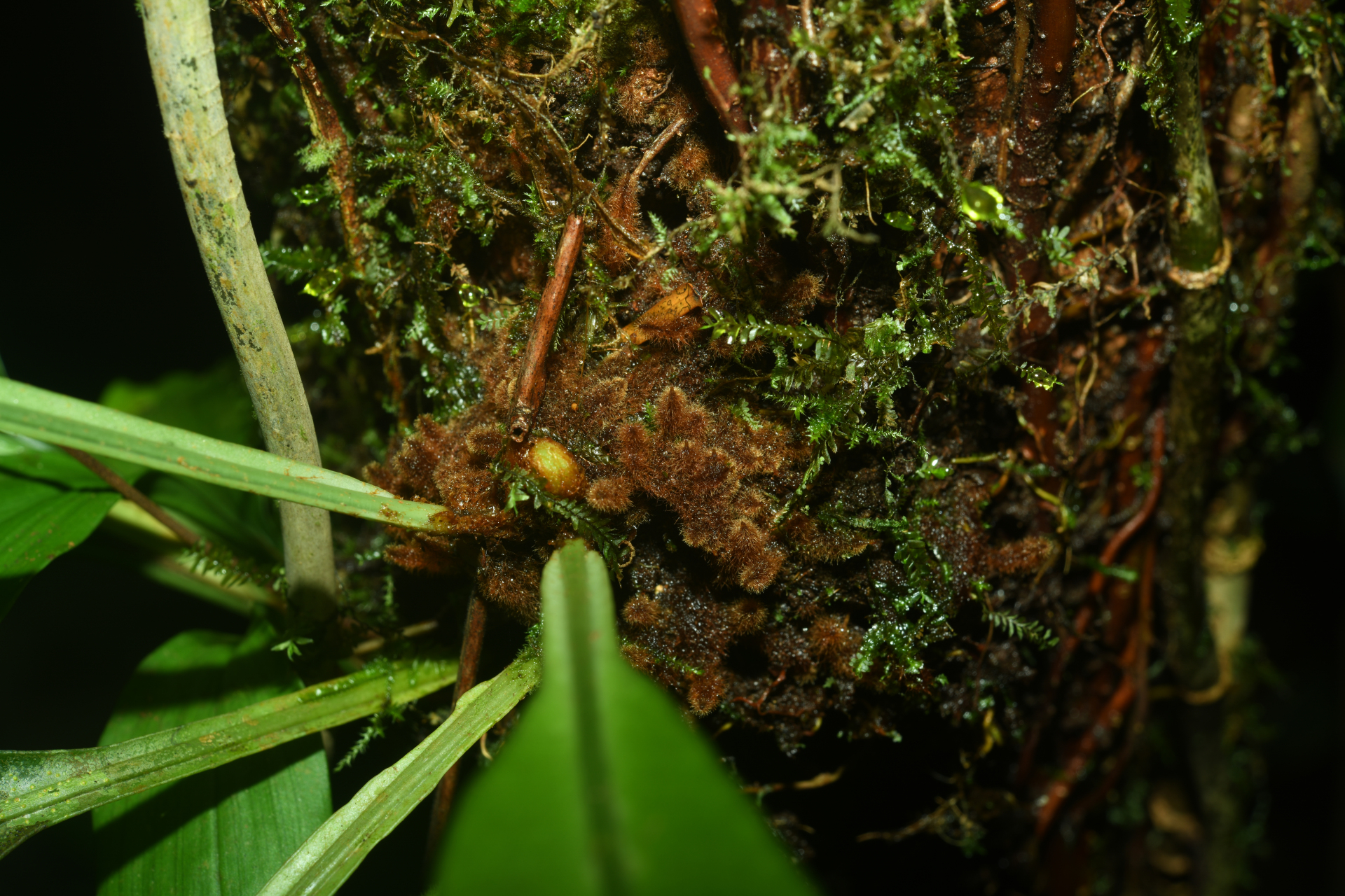 Elaphoglossum styriacum Mickel - Photo Bivouac Naturaliste