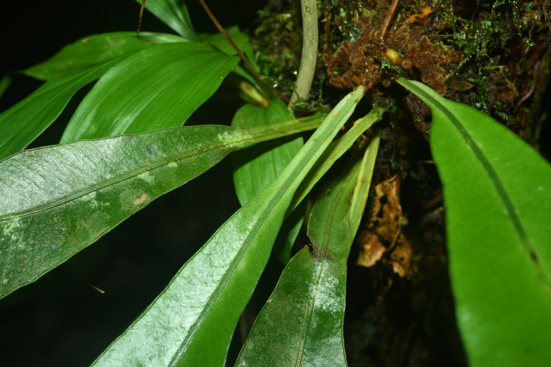 Elaphoglossum styriacum Mickel - Photo Bivouac Naturaliste