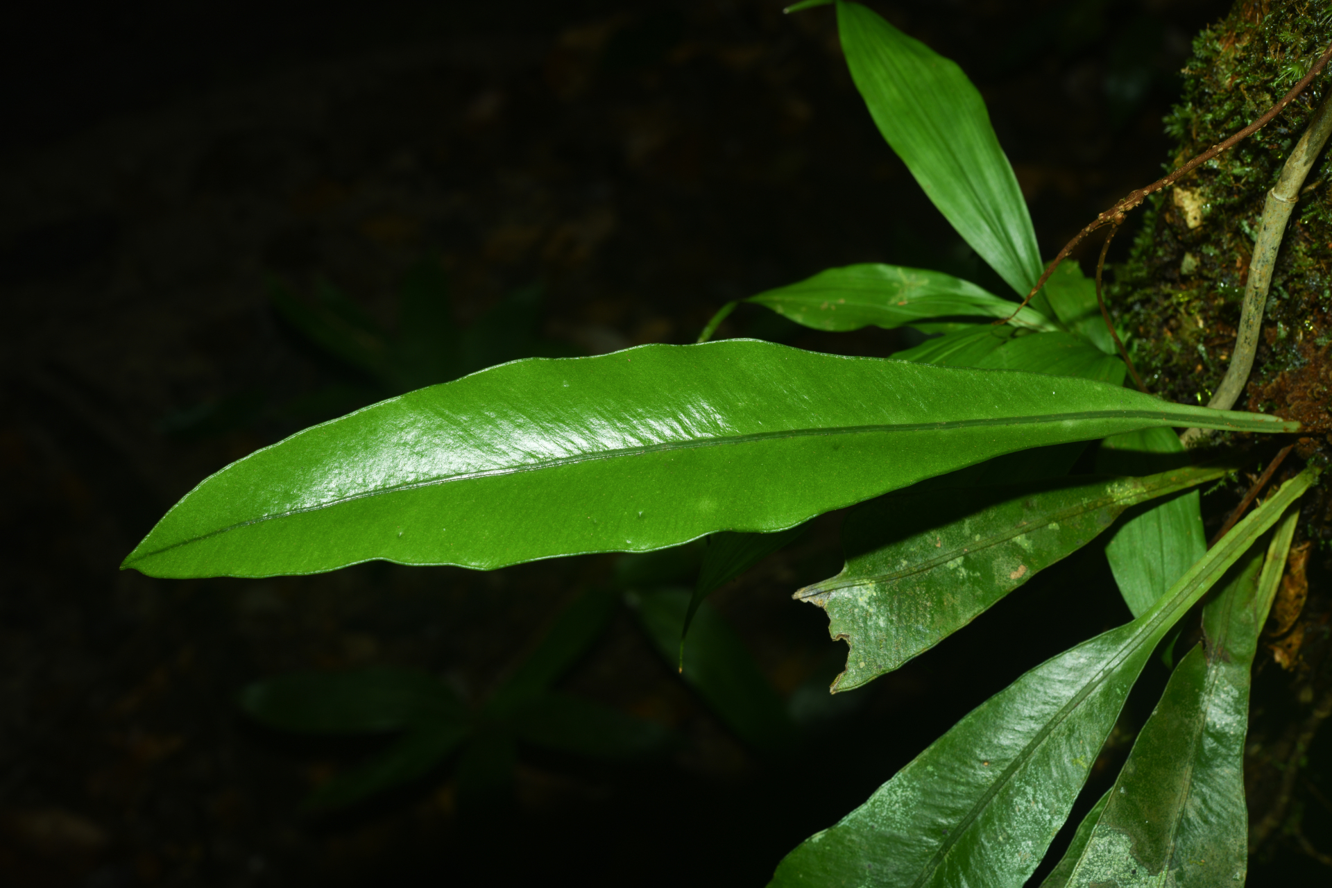 Elaphoglossum styriacum Mickel - Photo Bivouac Naturaliste