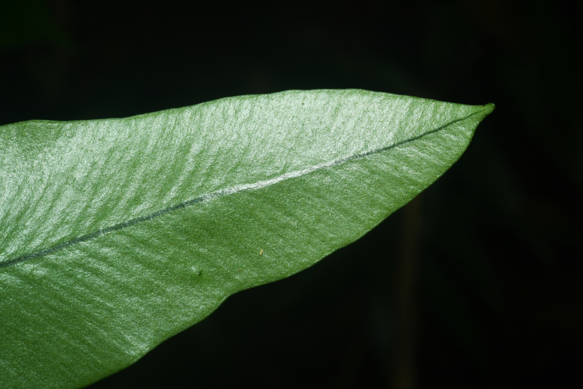 Elaphoglossum styriacum Mickel - Photo Bivouac Naturaliste