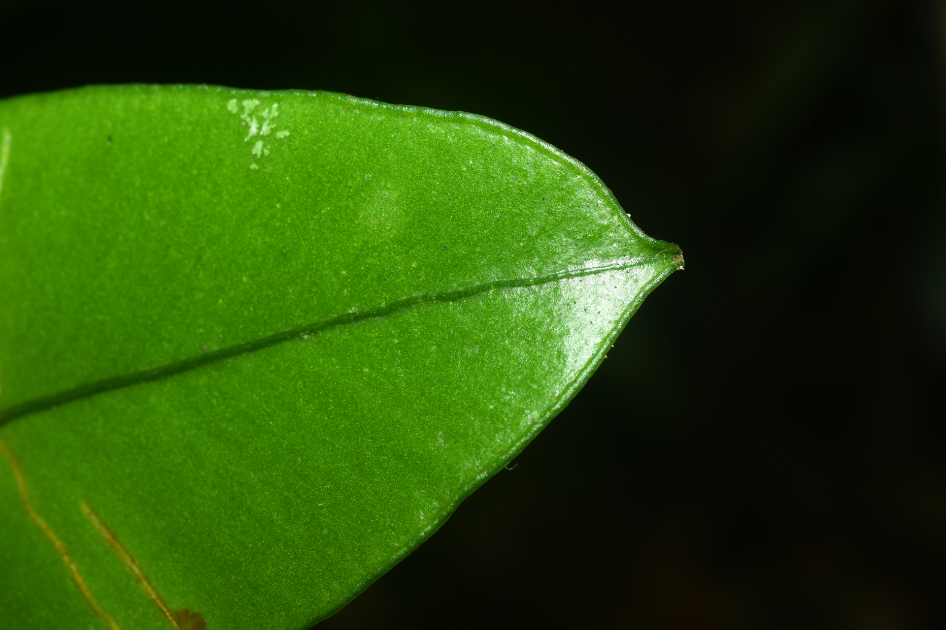 Elaphoglossum styriacum Mickel - Photo Bivouac Naturaliste