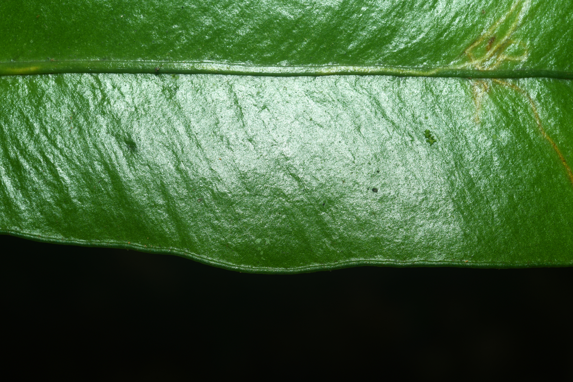 Elaphoglossum styriacum Mickel - Photo Bivouac Naturaliste