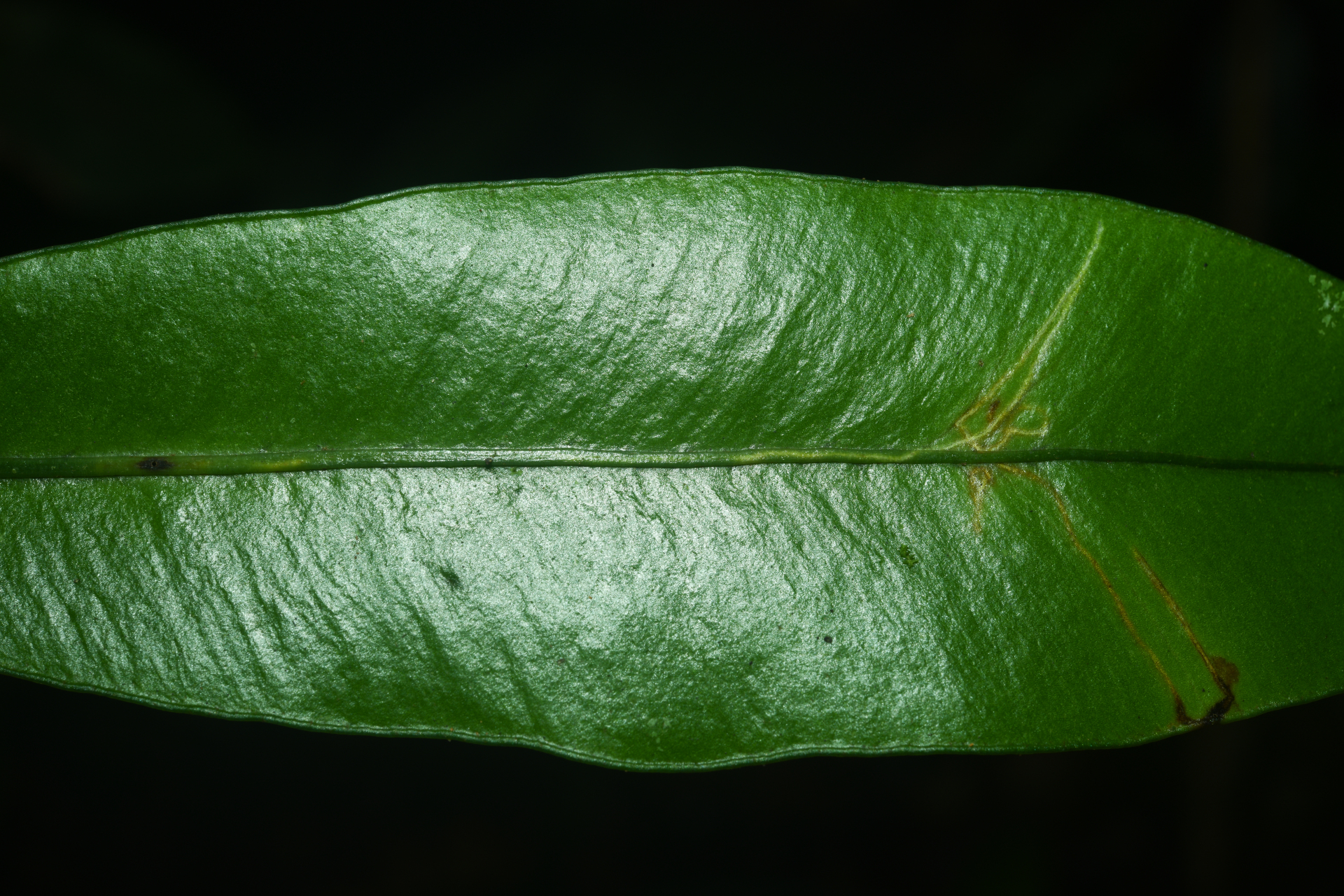 Elaphoglossum styriacum Mickel - Photo Bivouac Naturaliste