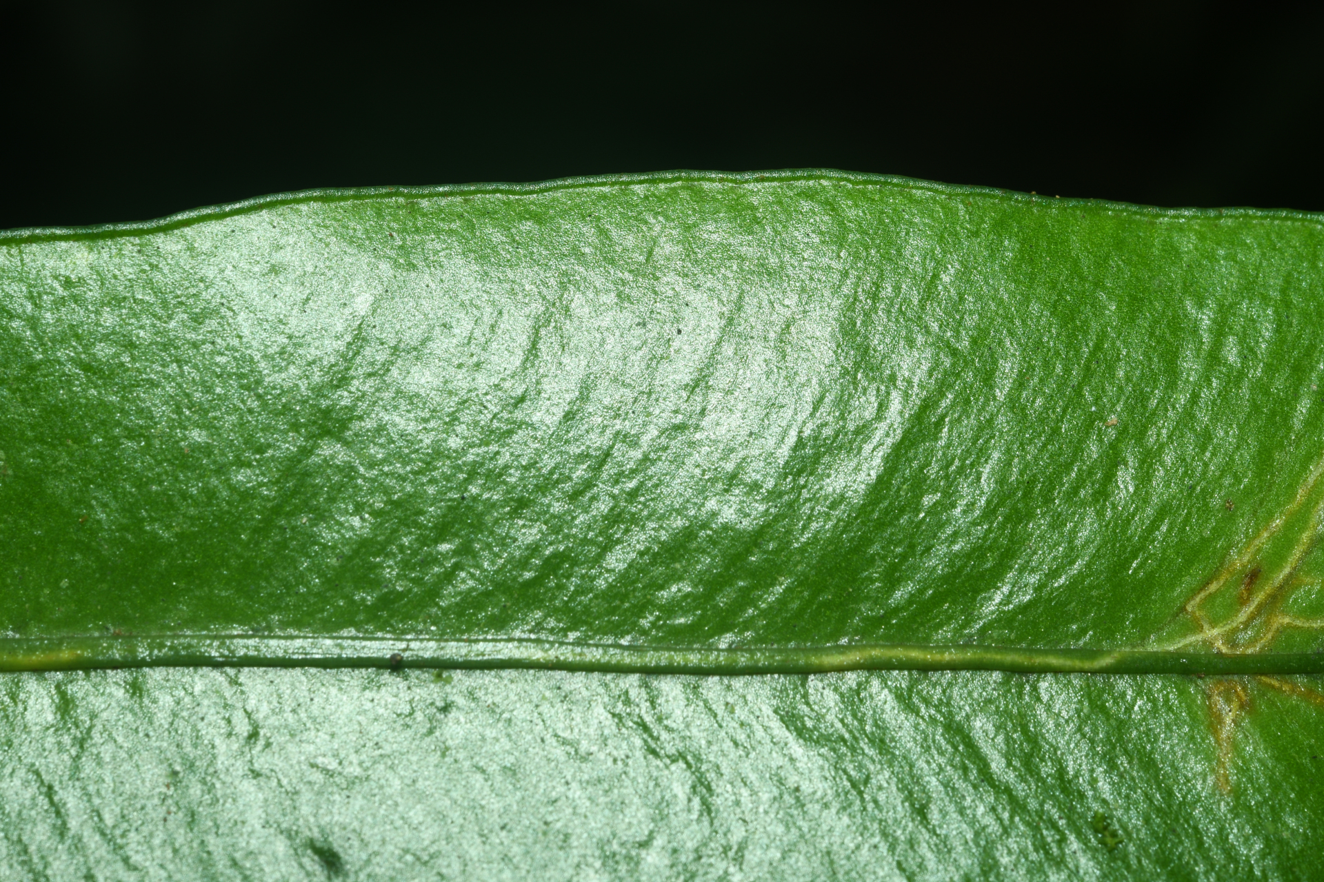 Elaphoglossum styriacum Mickel - Photo Bivouac Naturaliste
