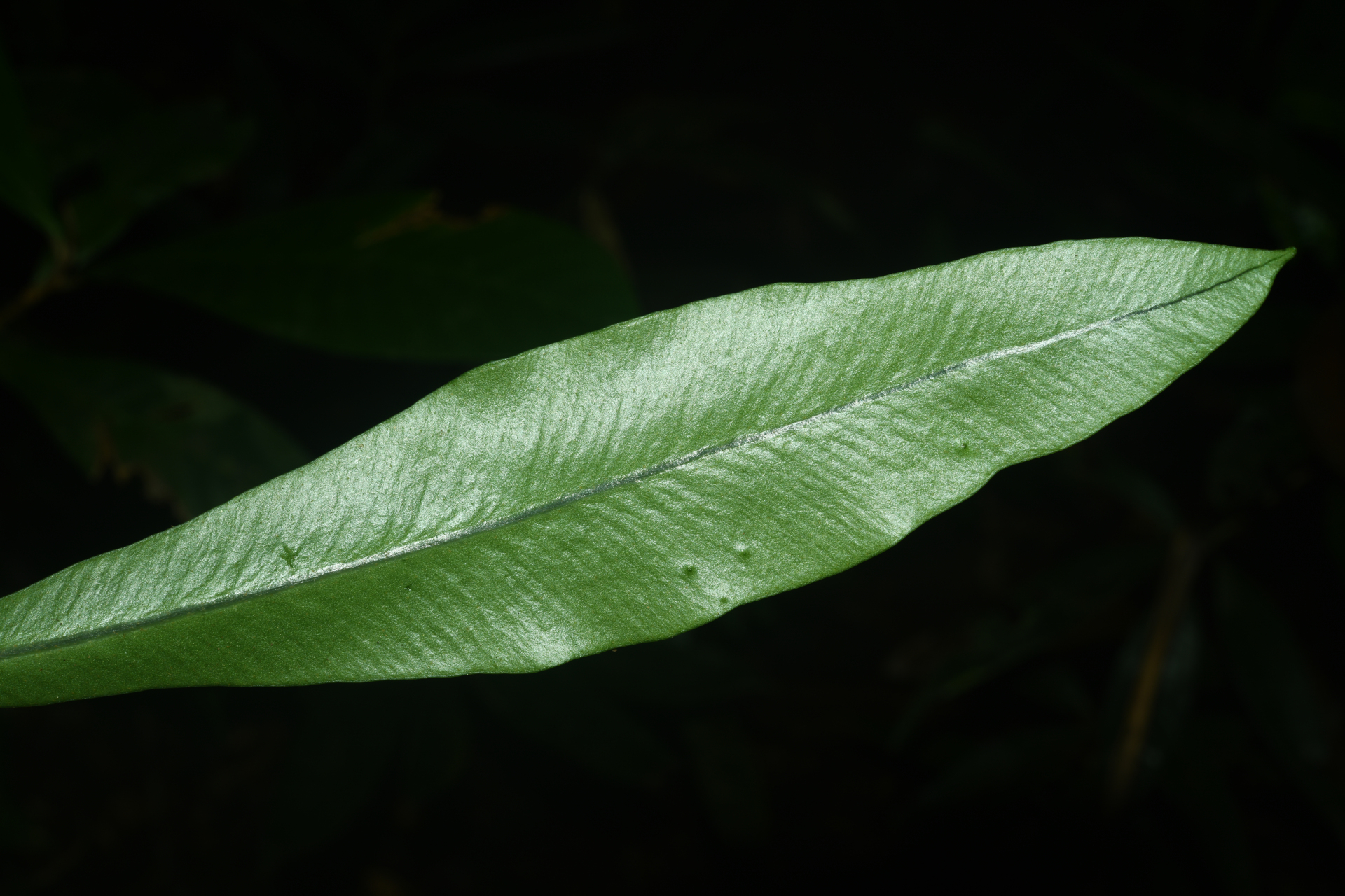 Elaphoglossum styriacum Mickel - Photo Bivouac Naturaliste