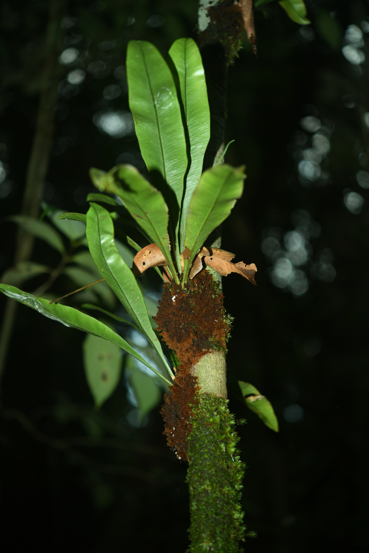 Elaphoglossum styriacum Mickel - Photo Bivouac Naturaliste