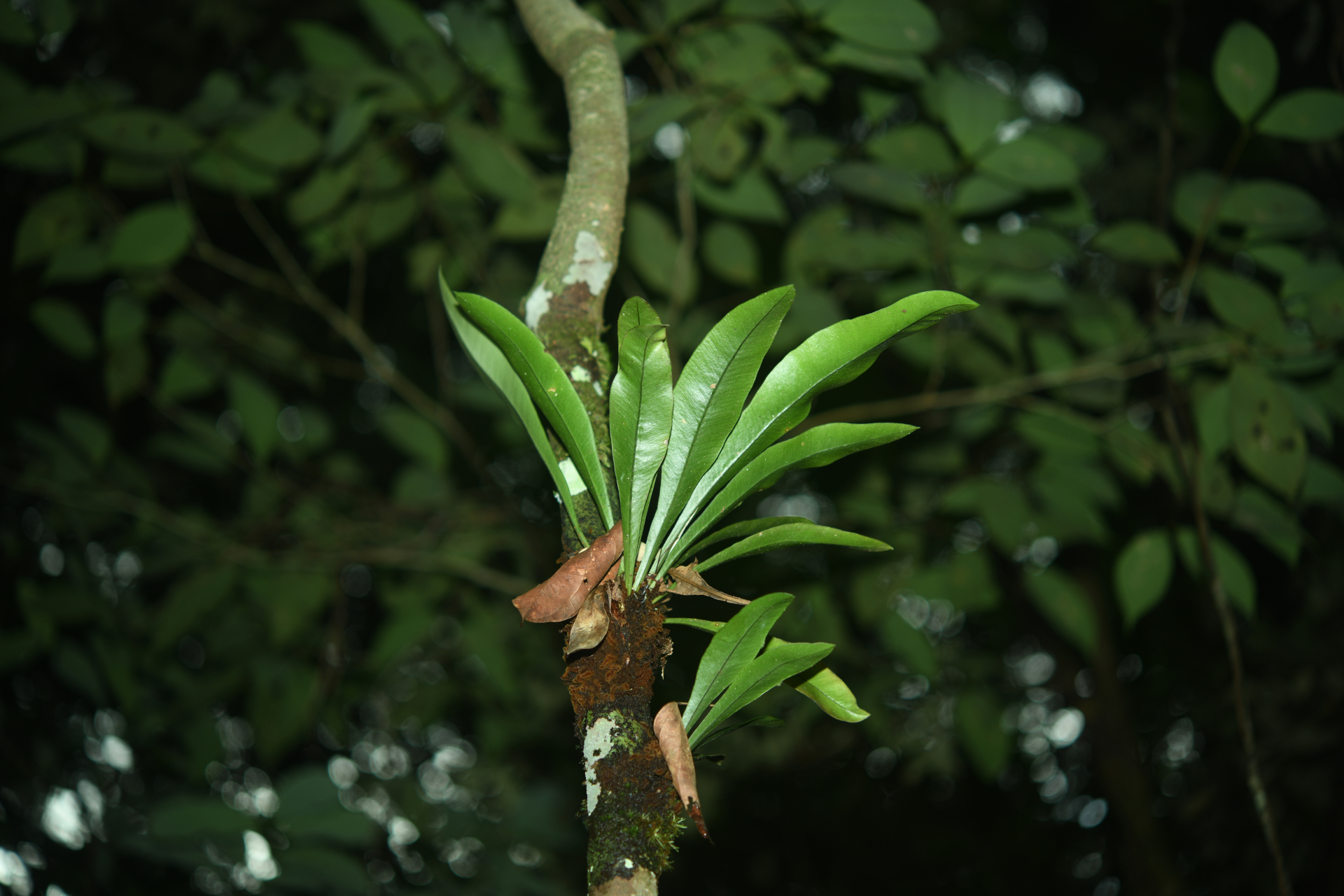 Elaphoglossum styriacum Mickel - Photo Bivouac Naturaliste