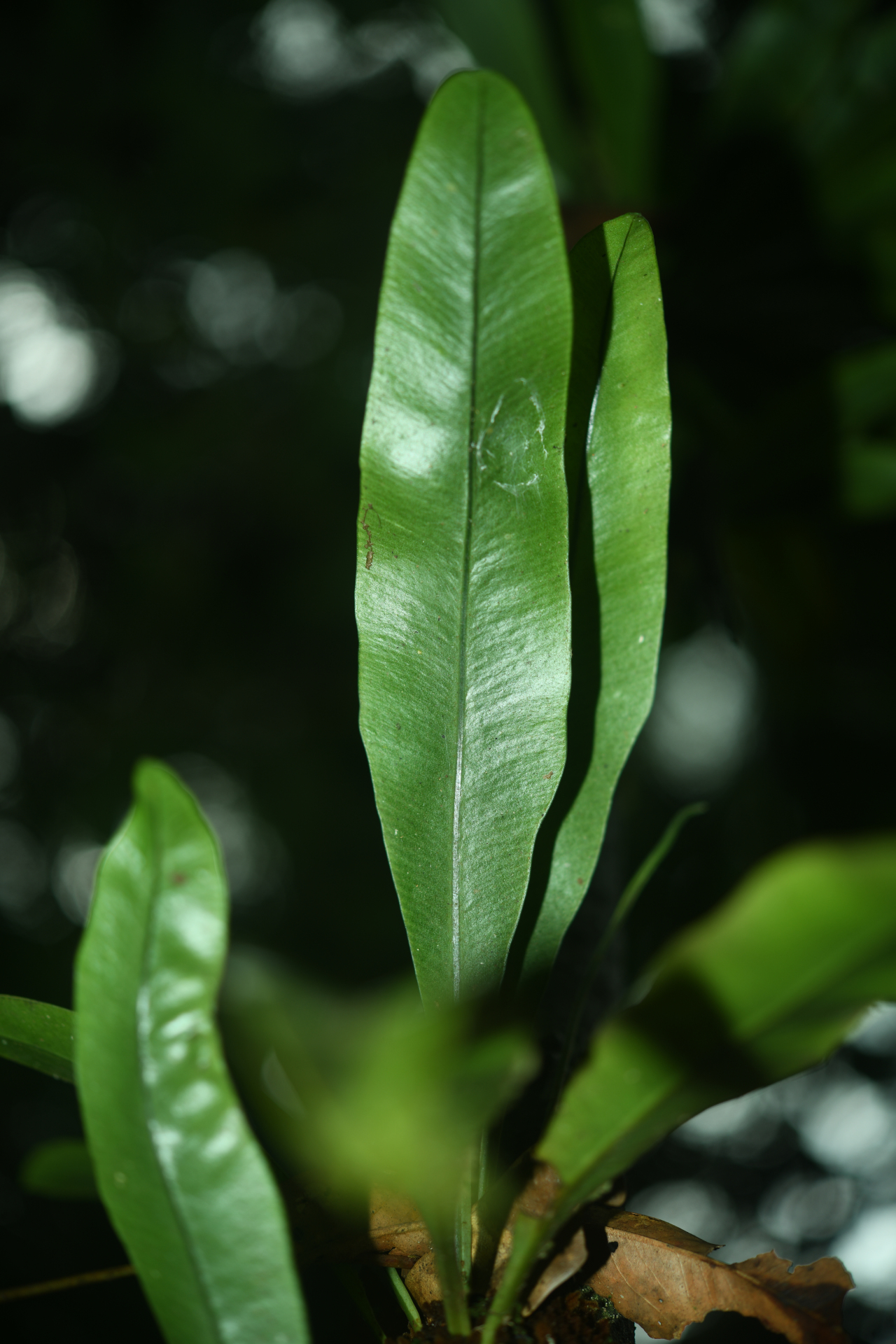 Elaphoglossum styriacum Mickel - Photo Bivouac Naturaliste