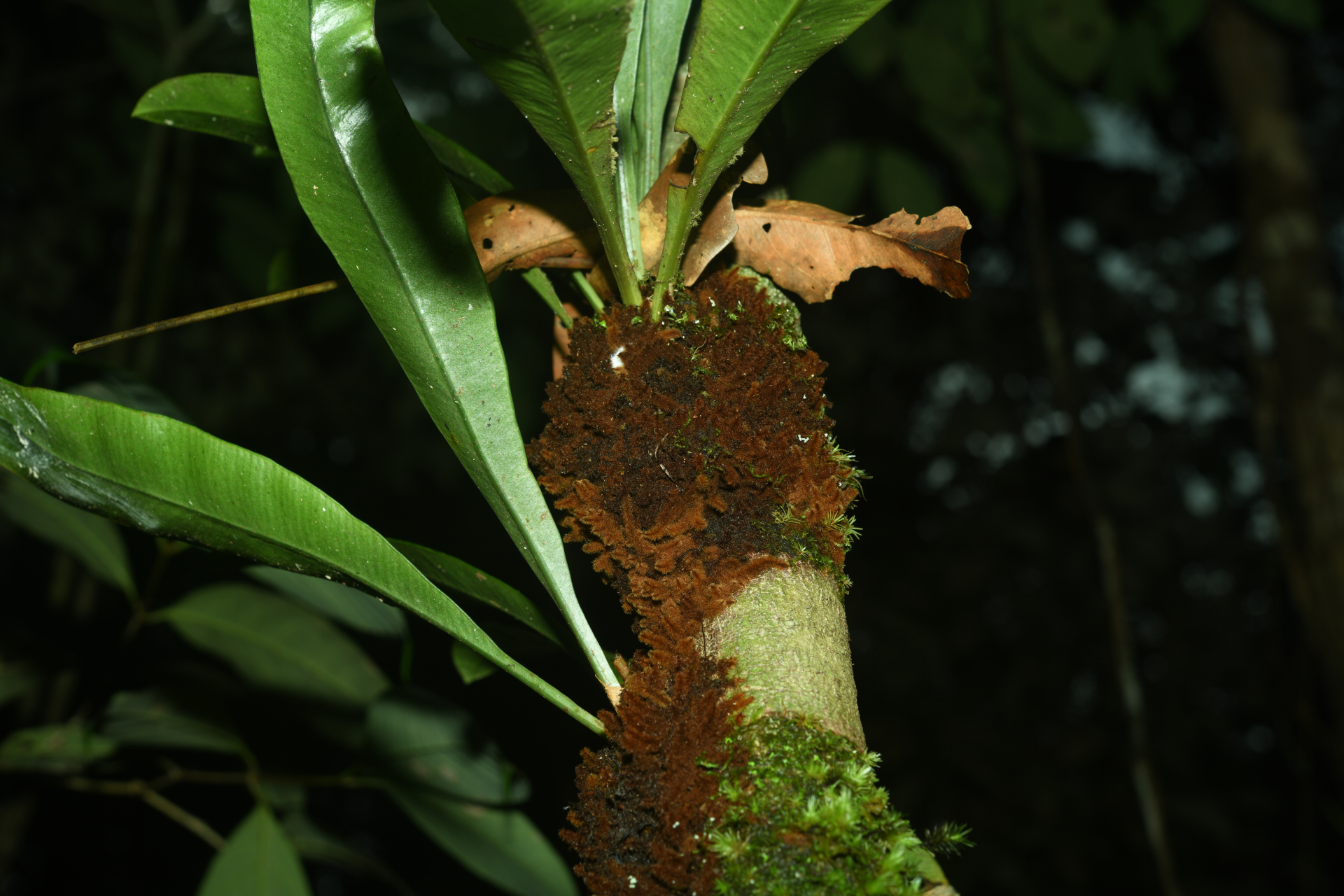 Elaphoglossum styriacum Mickel - Photo Bivouac Naturaliste