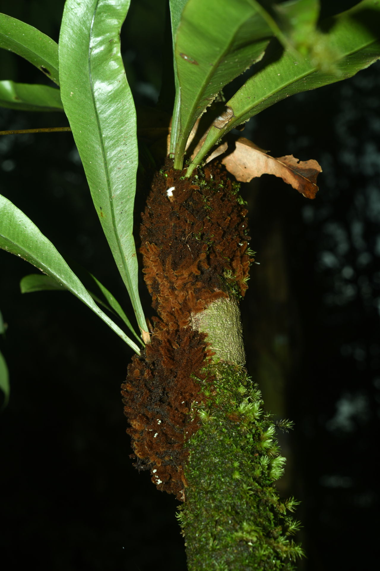 Elaphoglossum styriacum Mickel - Photo Bivouac Naturaliste