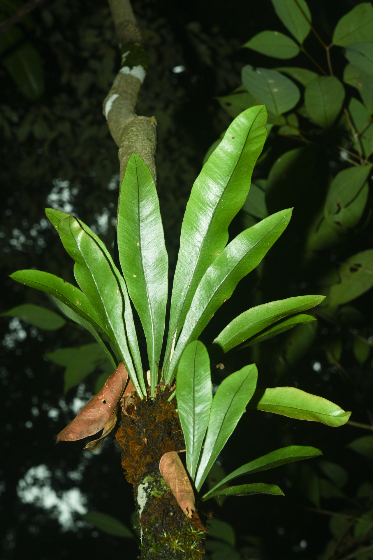 Elaphoglossum styriacum Mickel - Photo Bivouac Naturaliste
